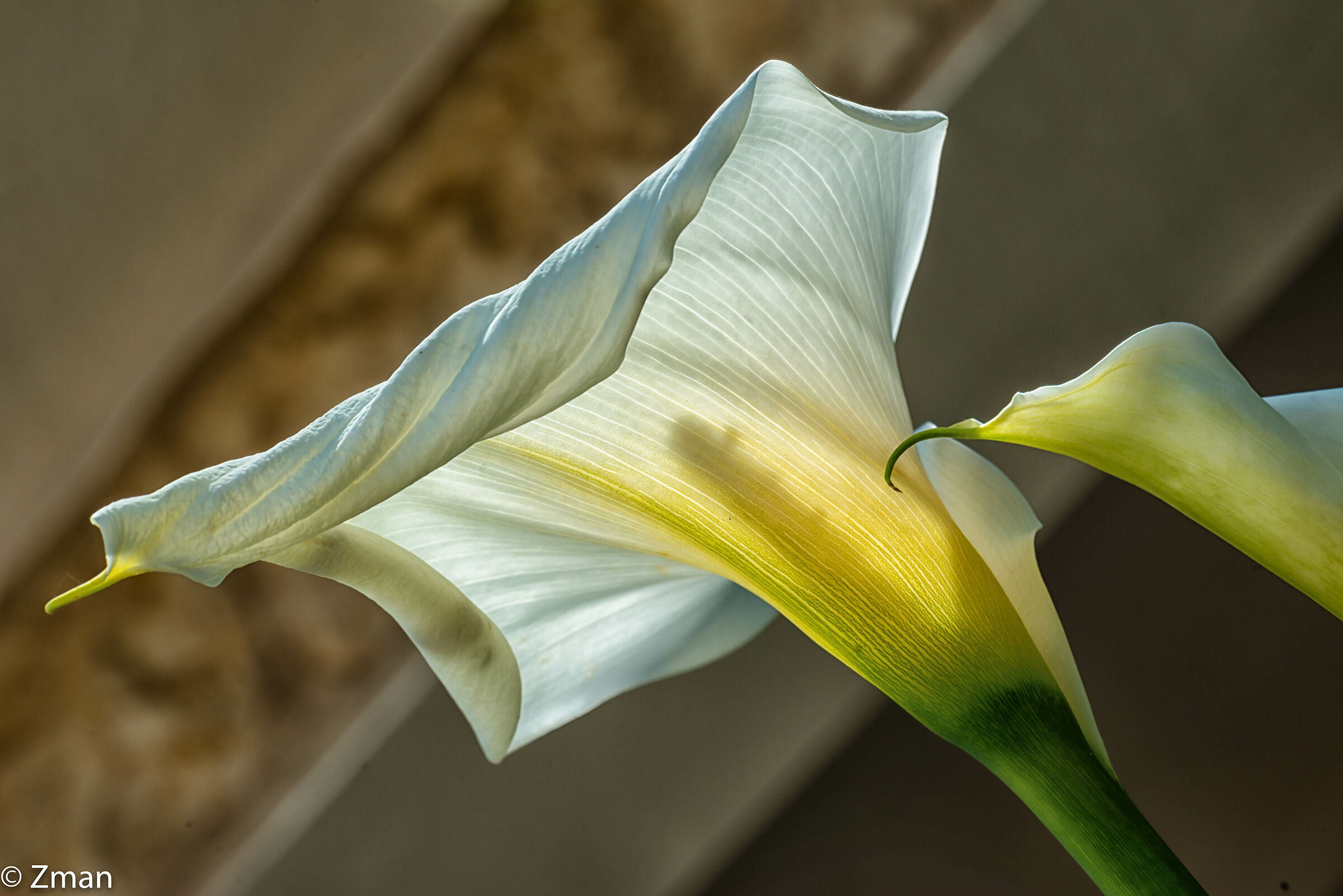 White Lilly...