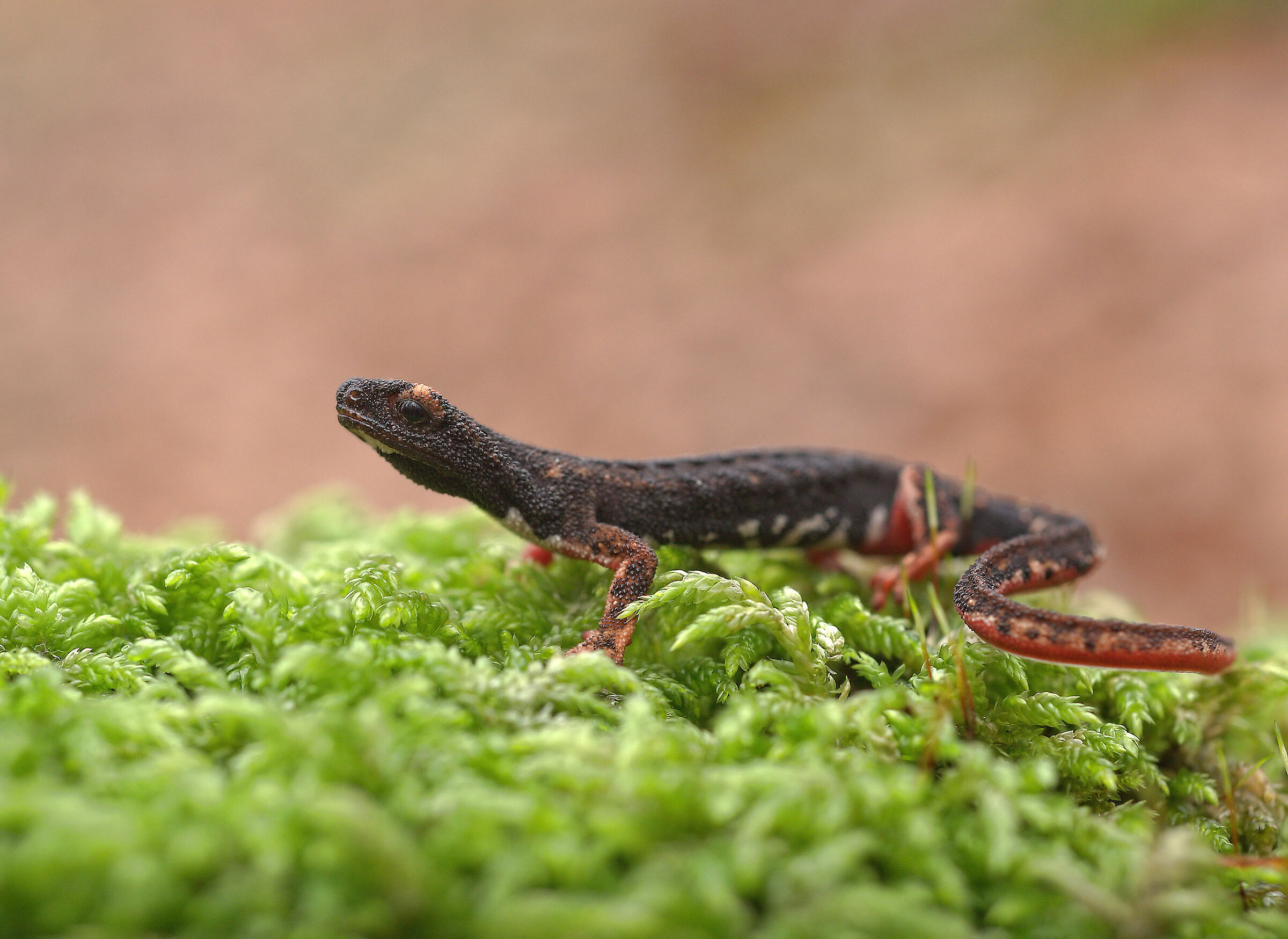 Glasses-wearing Salamander...