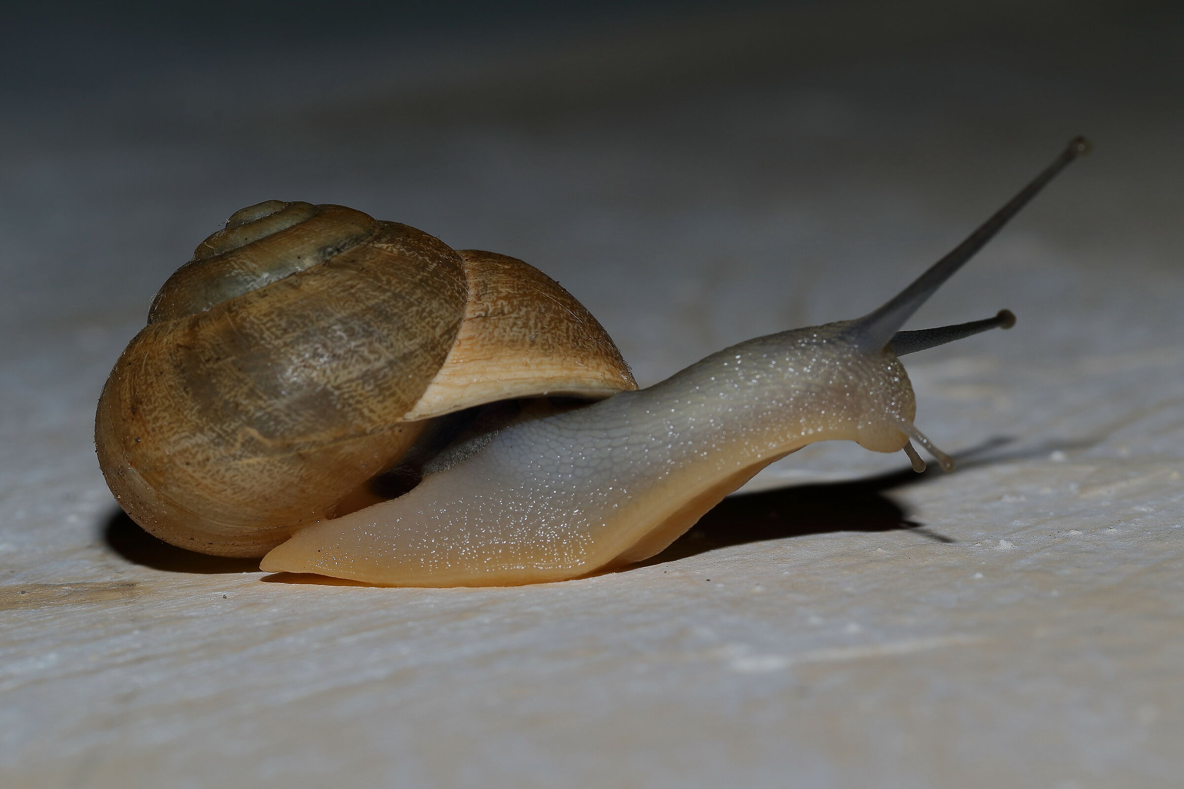 A perfect snail...