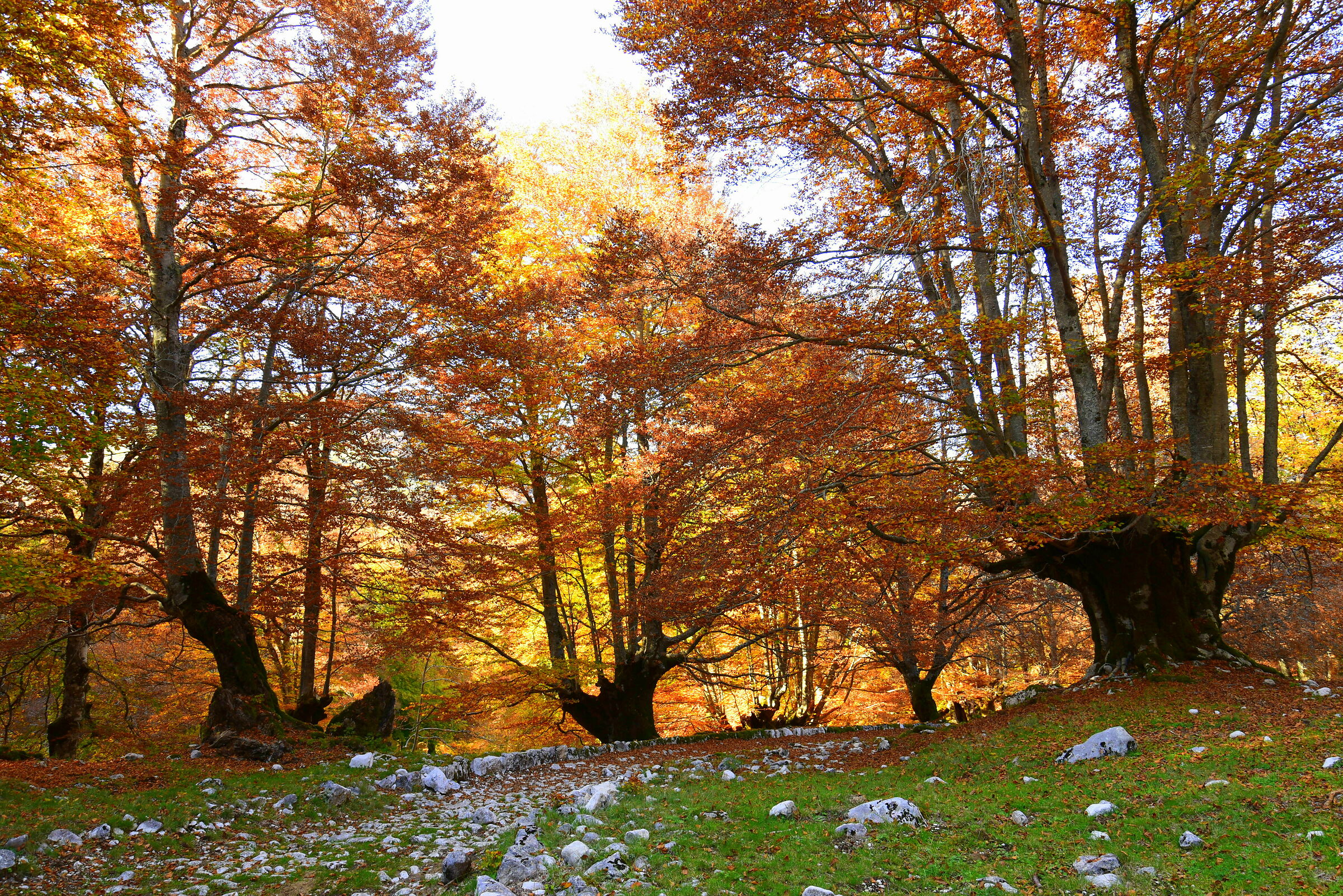 forest in autumn...