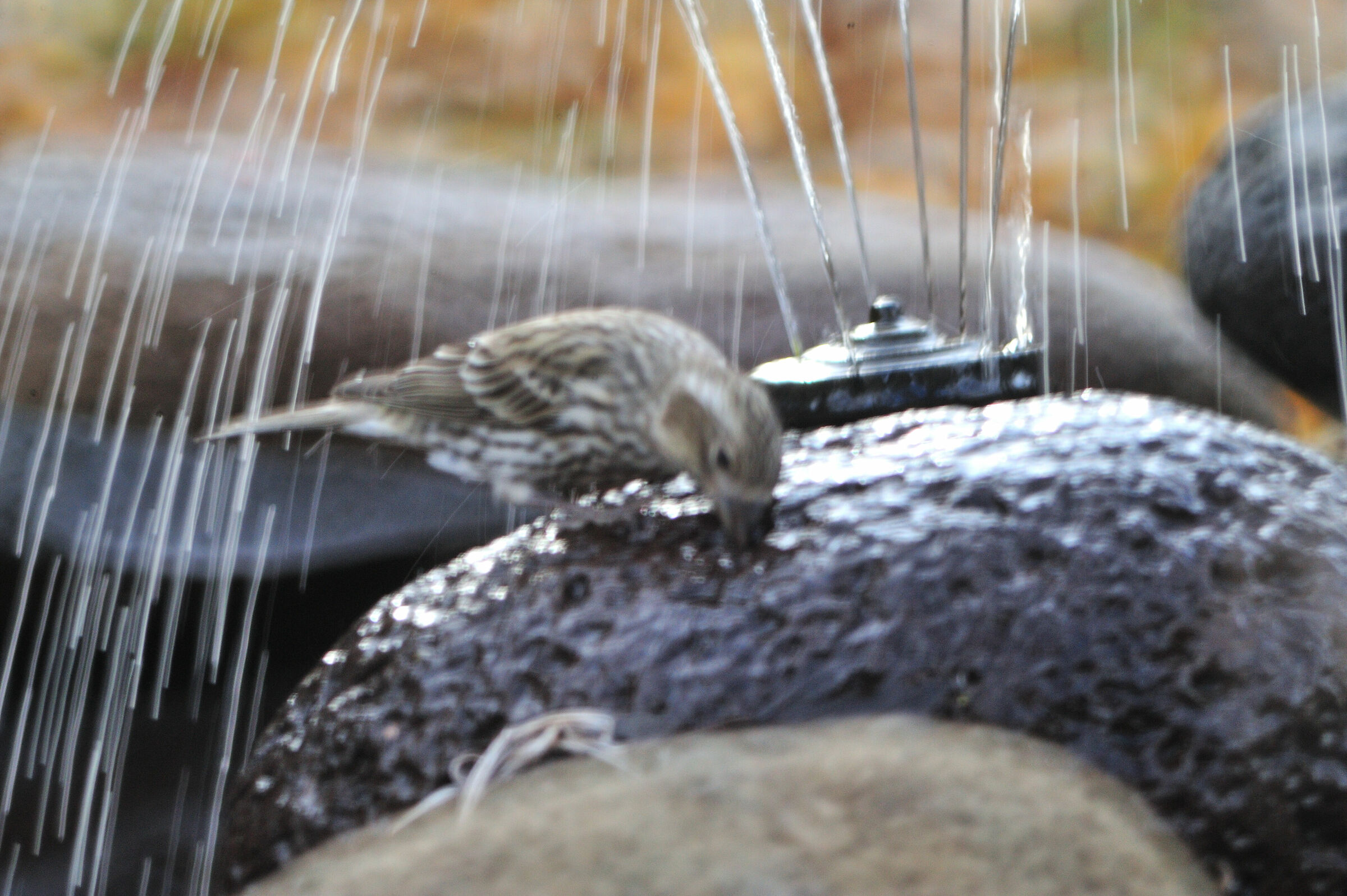 Fox sparrow at fountain...