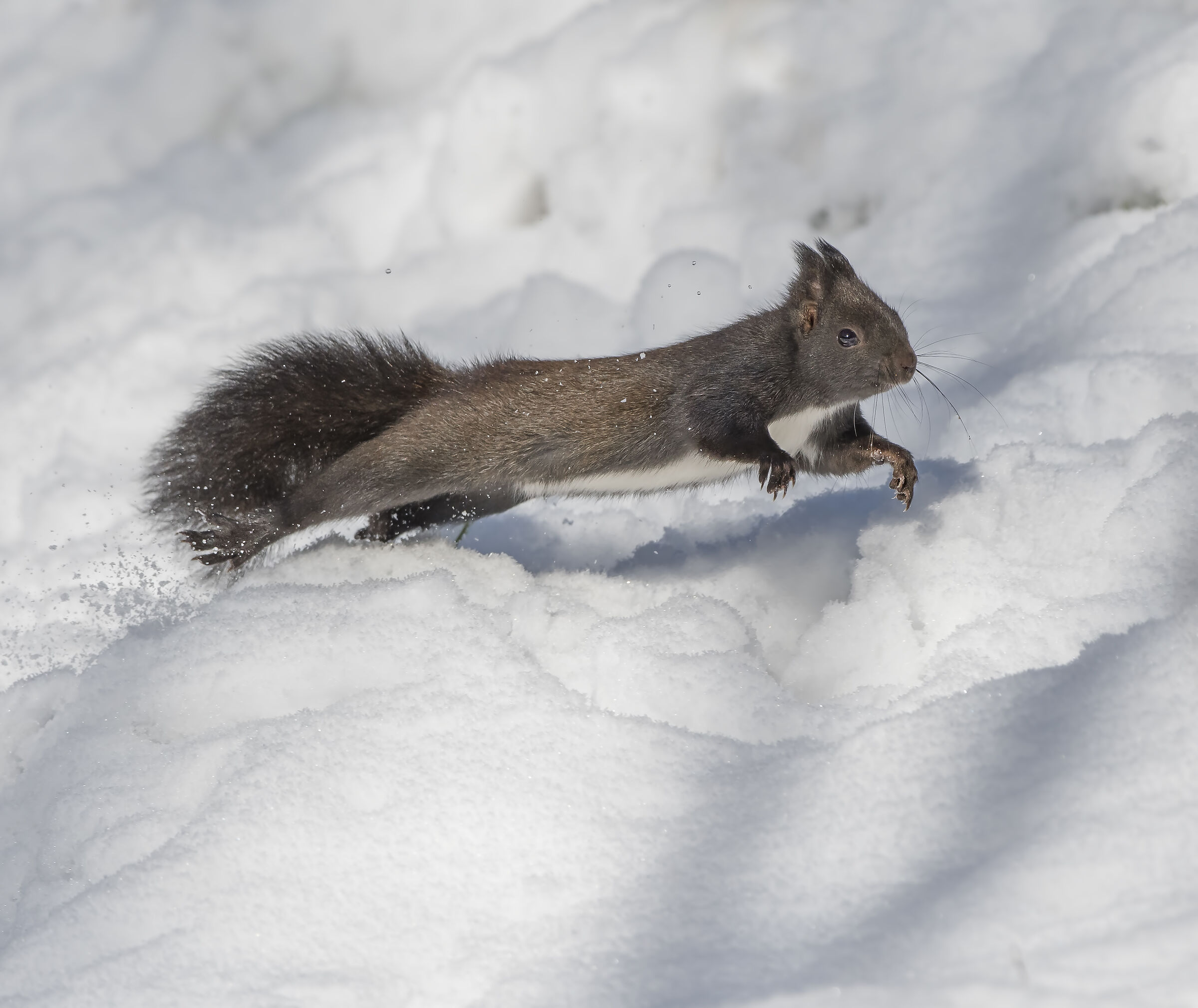 scoiattolo sulla neve...