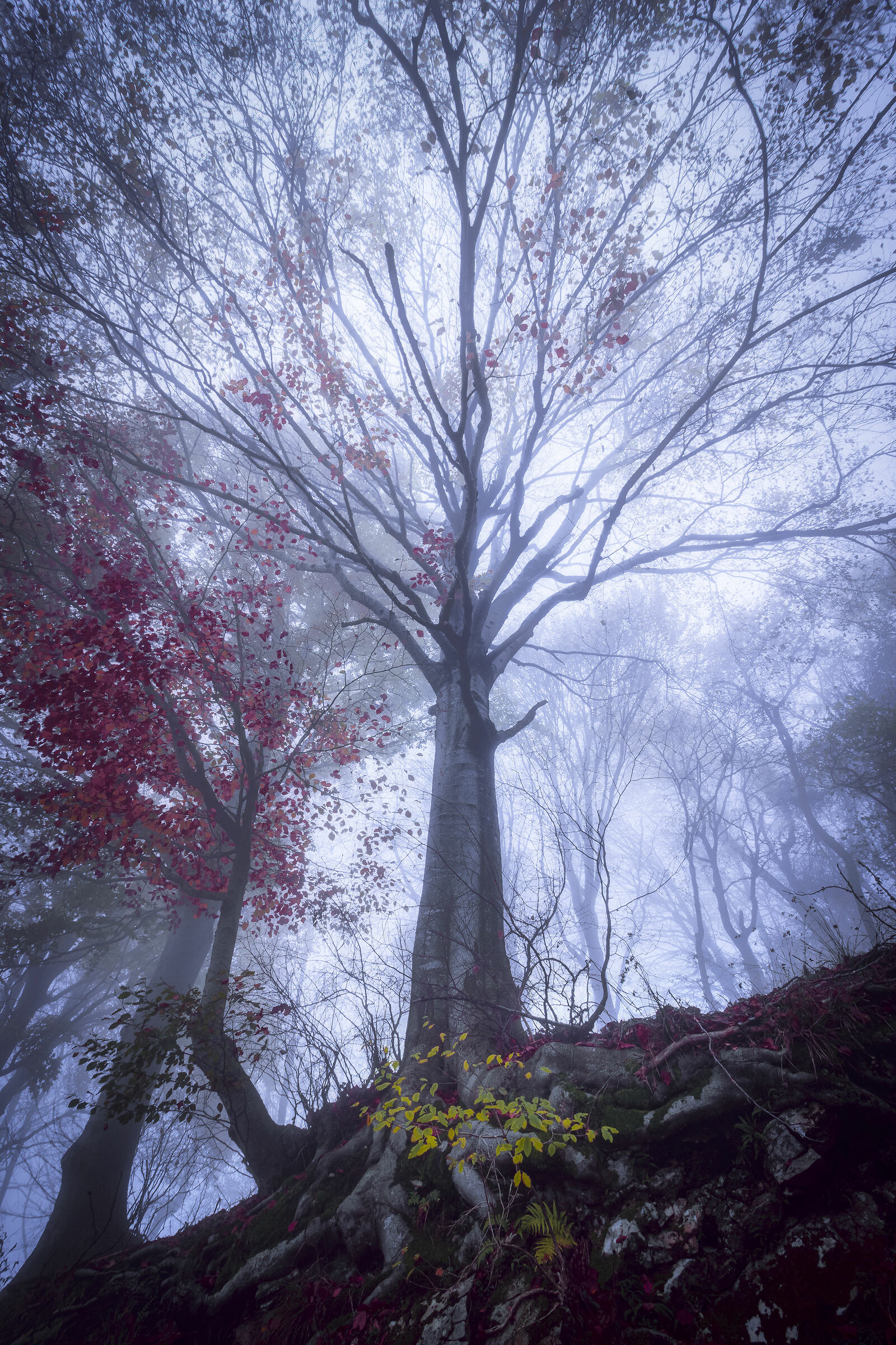 The Enchanted Tree...