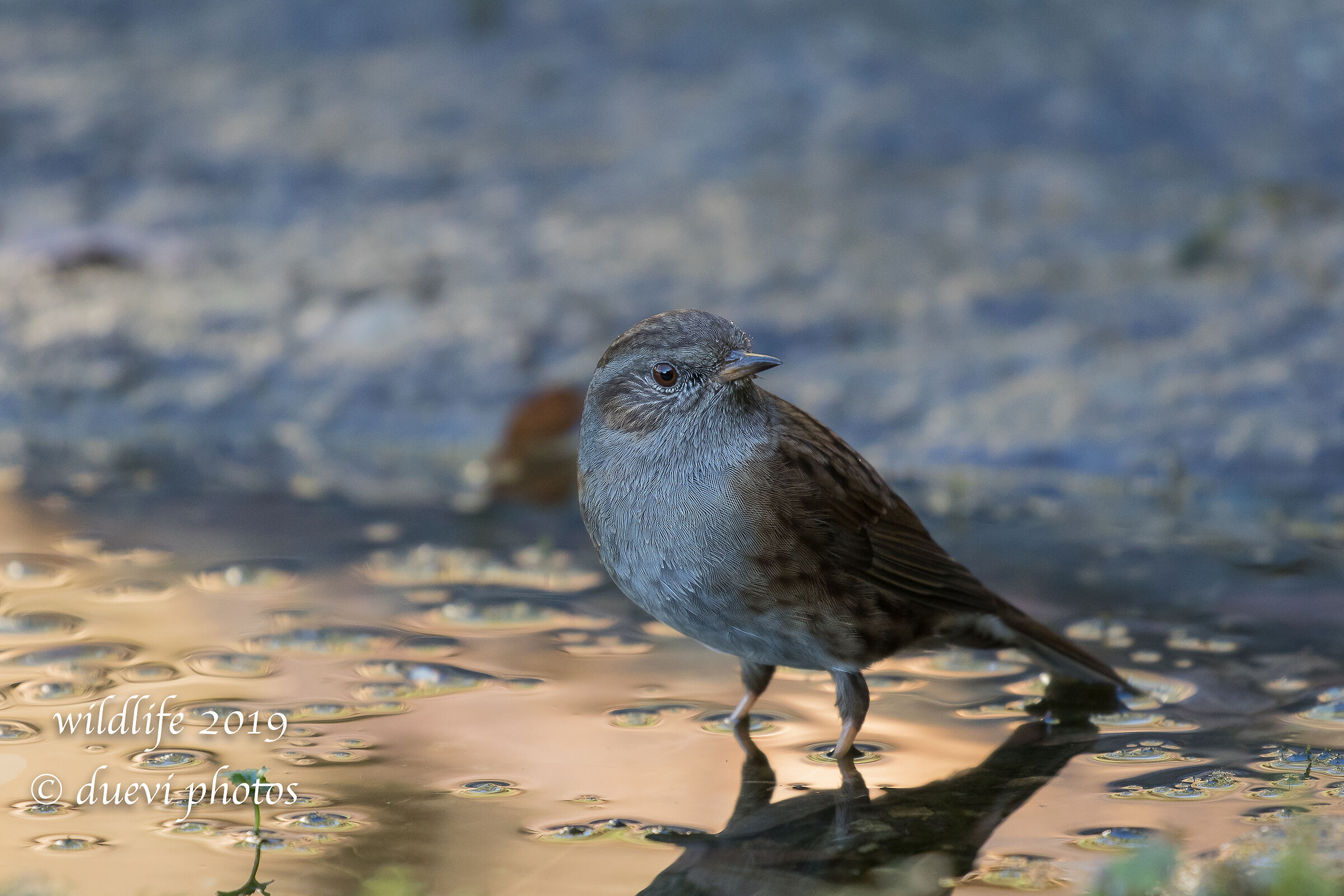 Sparrow slapla - Prunella modularis...