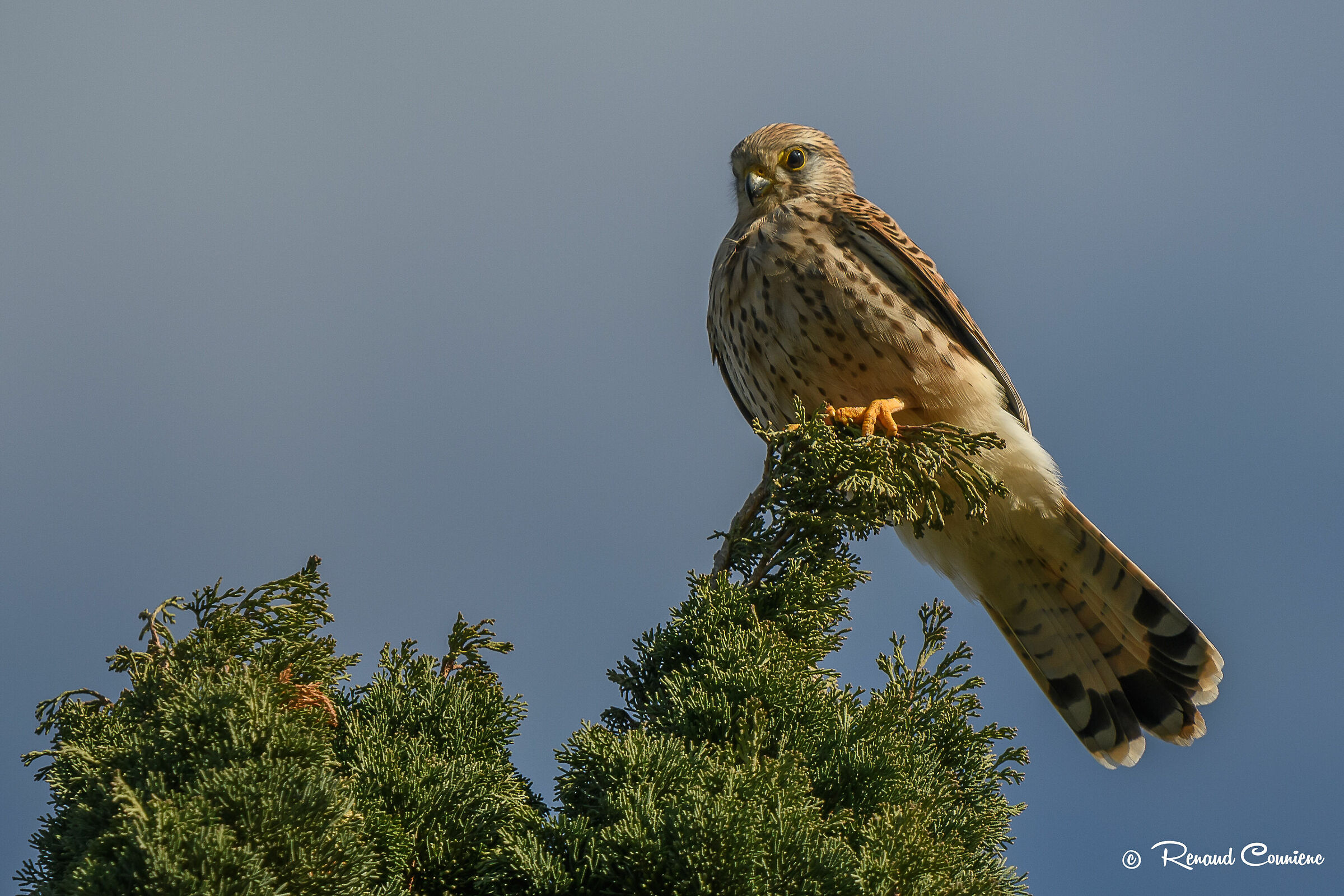 Faucon crécerelle juvénile (Falco tinnunculus)...