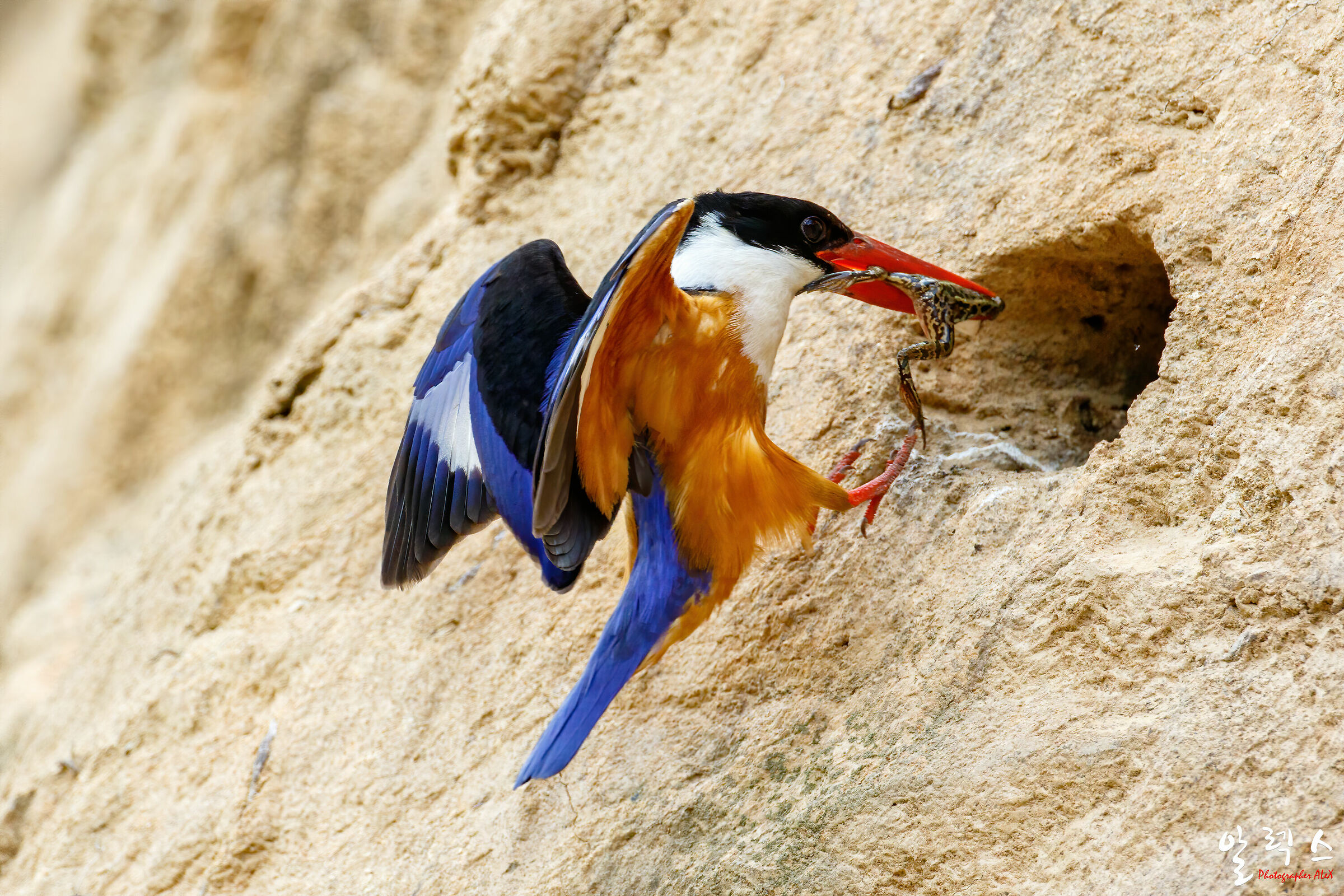 black-capped kingfisher...