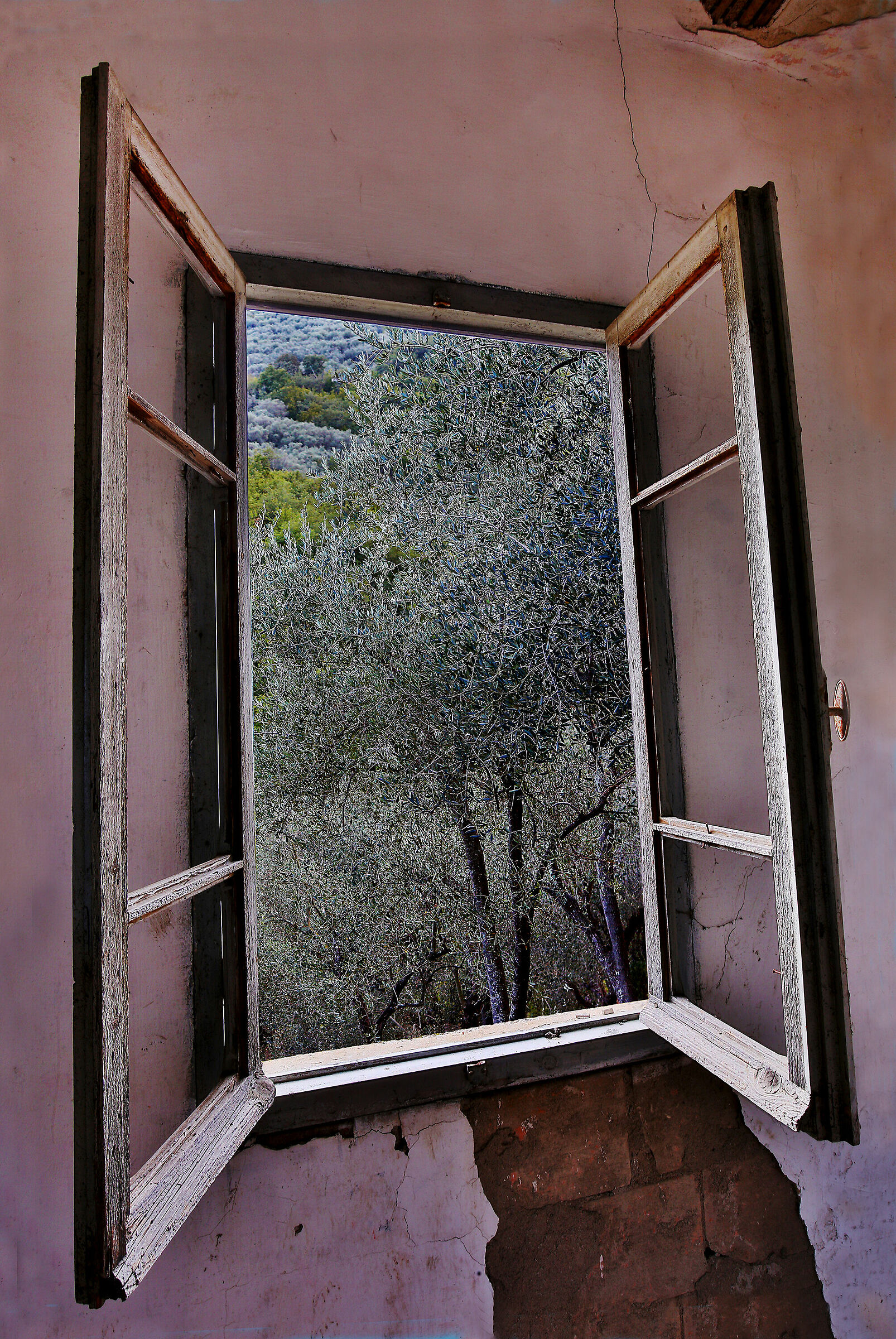 A window on olive trees...
