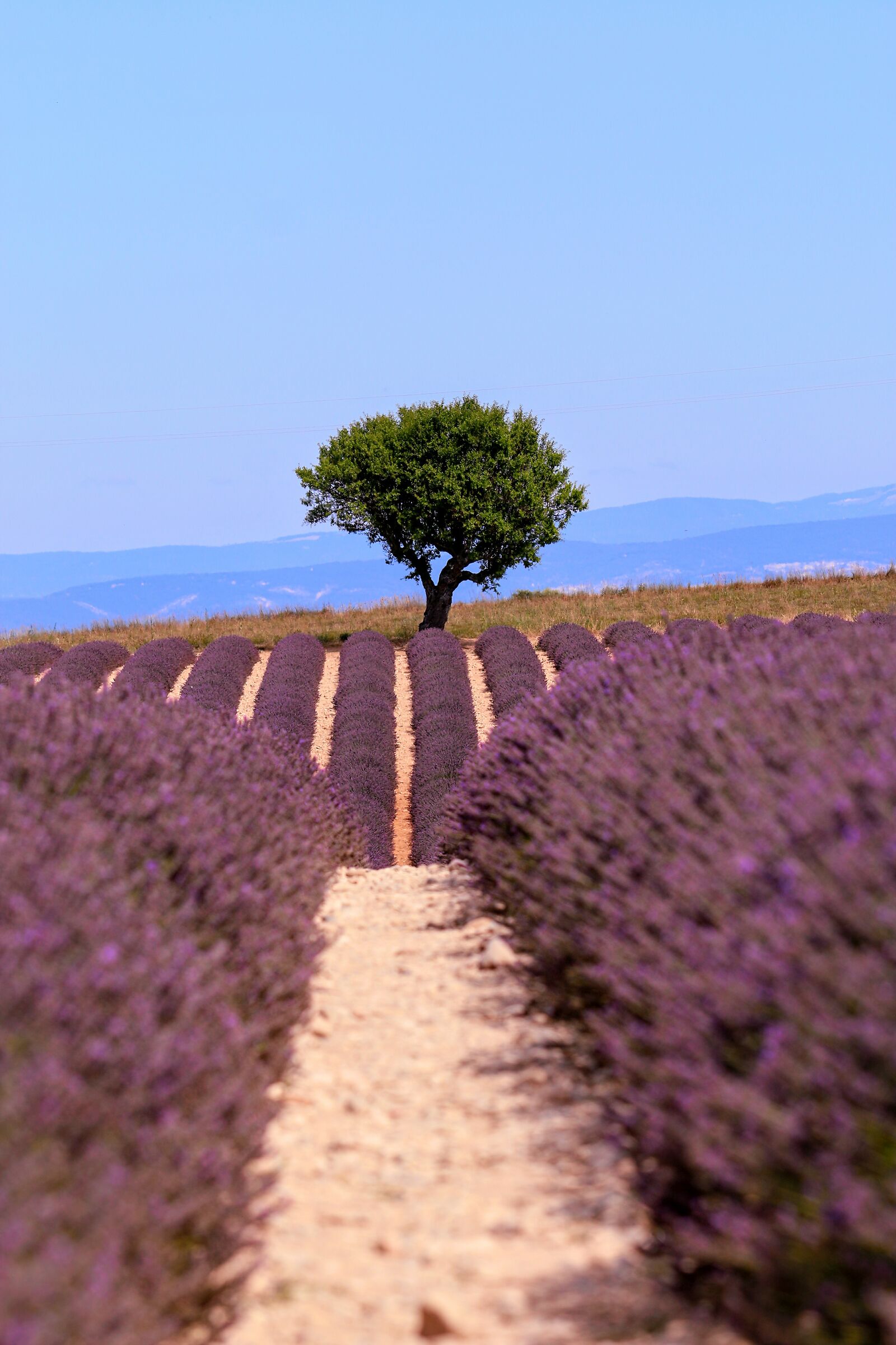 Lavender fields of Valensole...