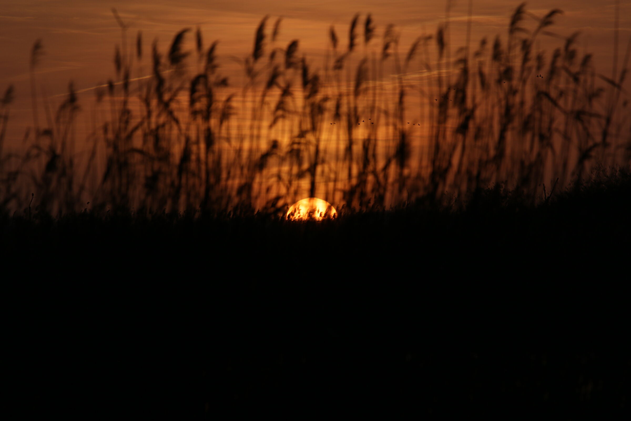 Sunset in the grain Lake Massaciuccoli ...