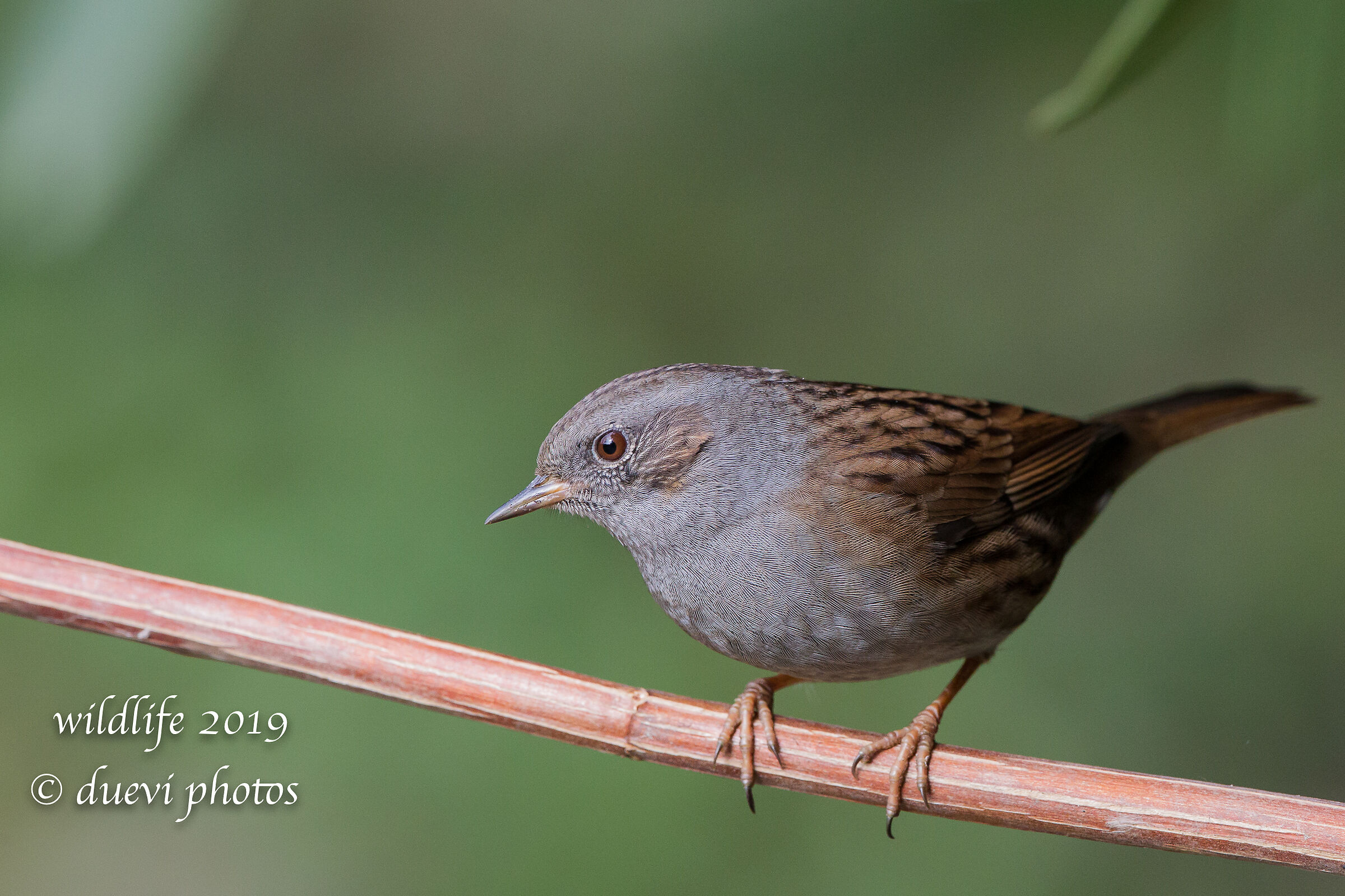 Sparrow slapla - Prunella modularis...