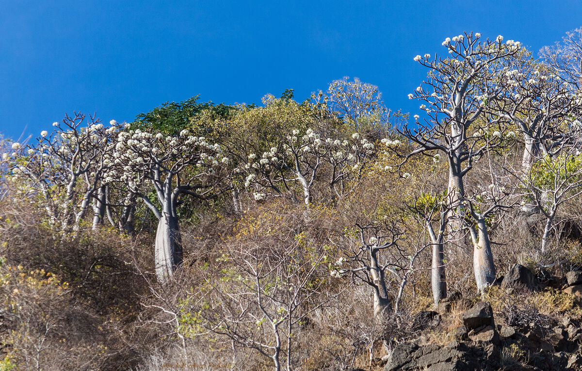 Baobab flowering...