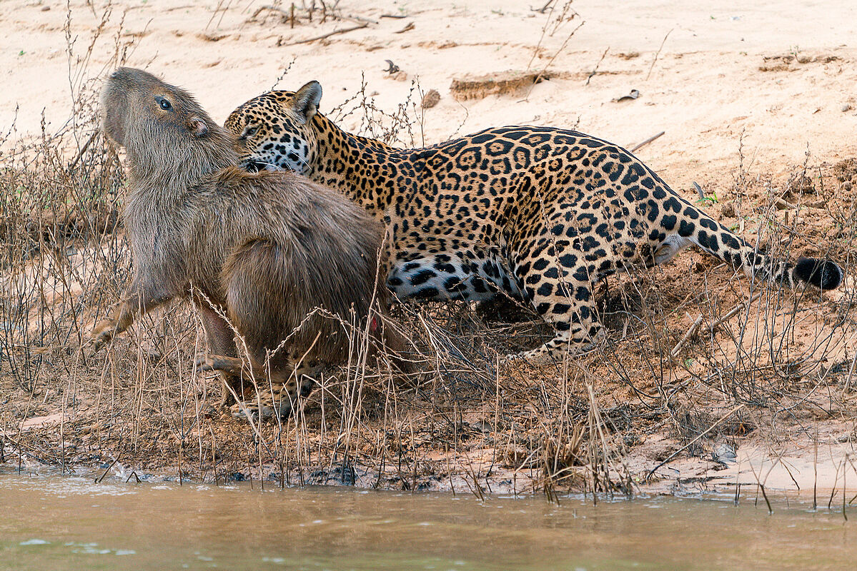 Jaguar and capybara 2...