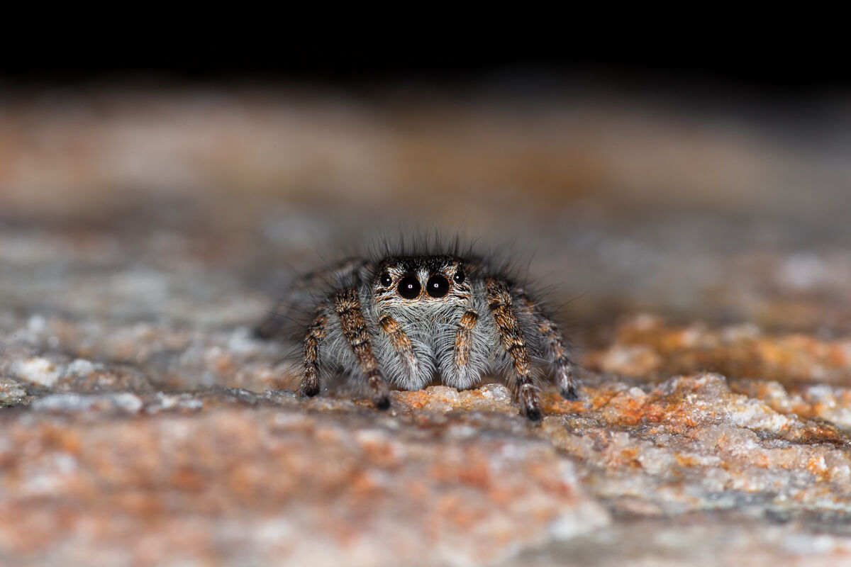 Philaeus chrysops, salticida spider ......