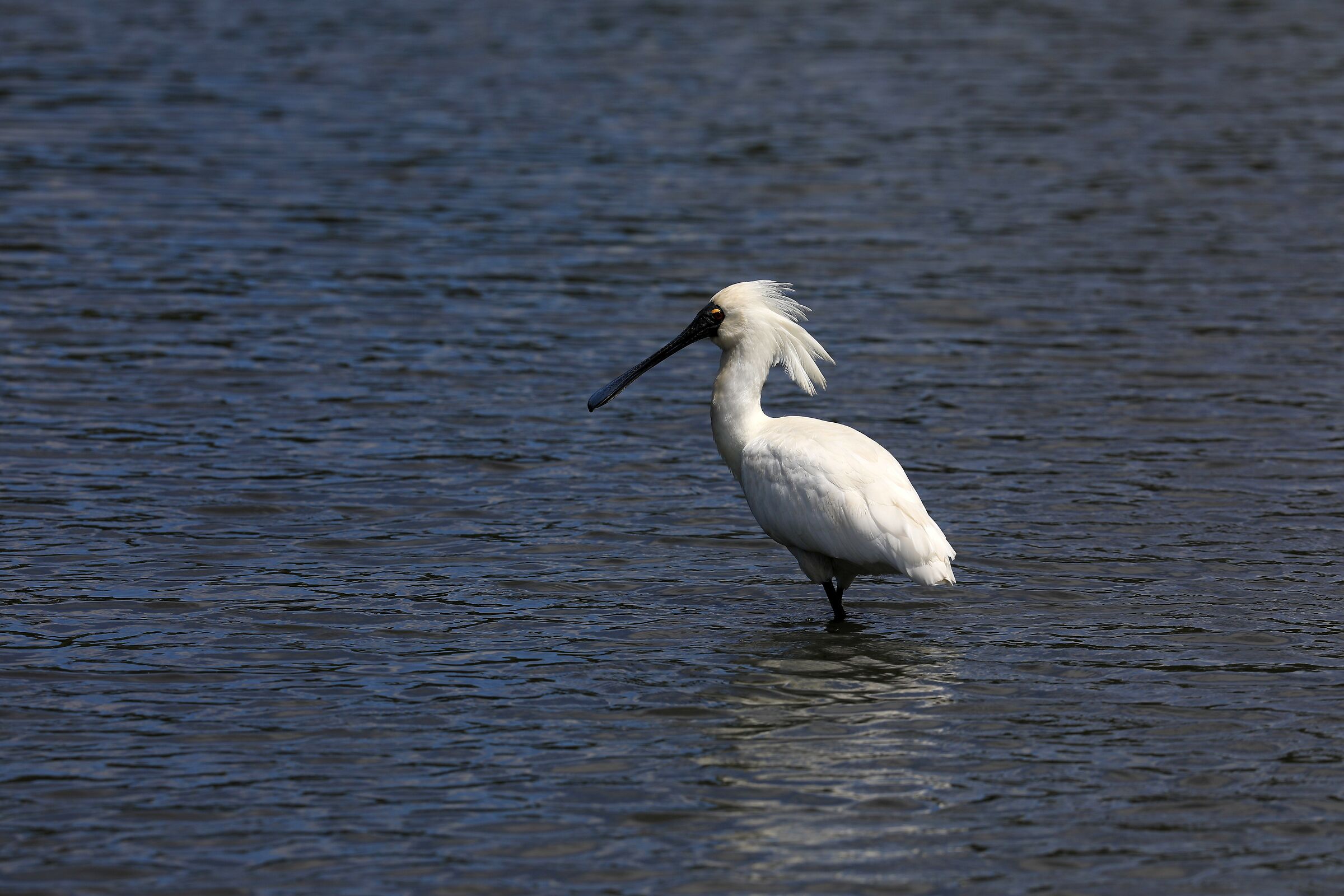Spoonbill Reale...