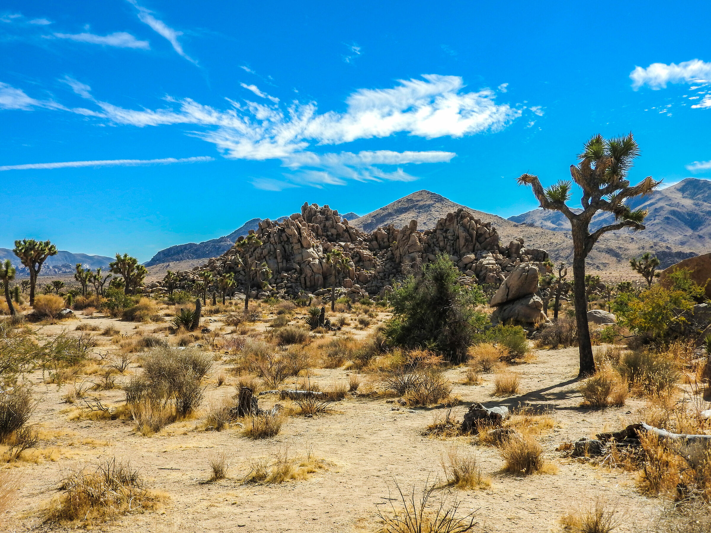 California, Joshua Tree National Park...