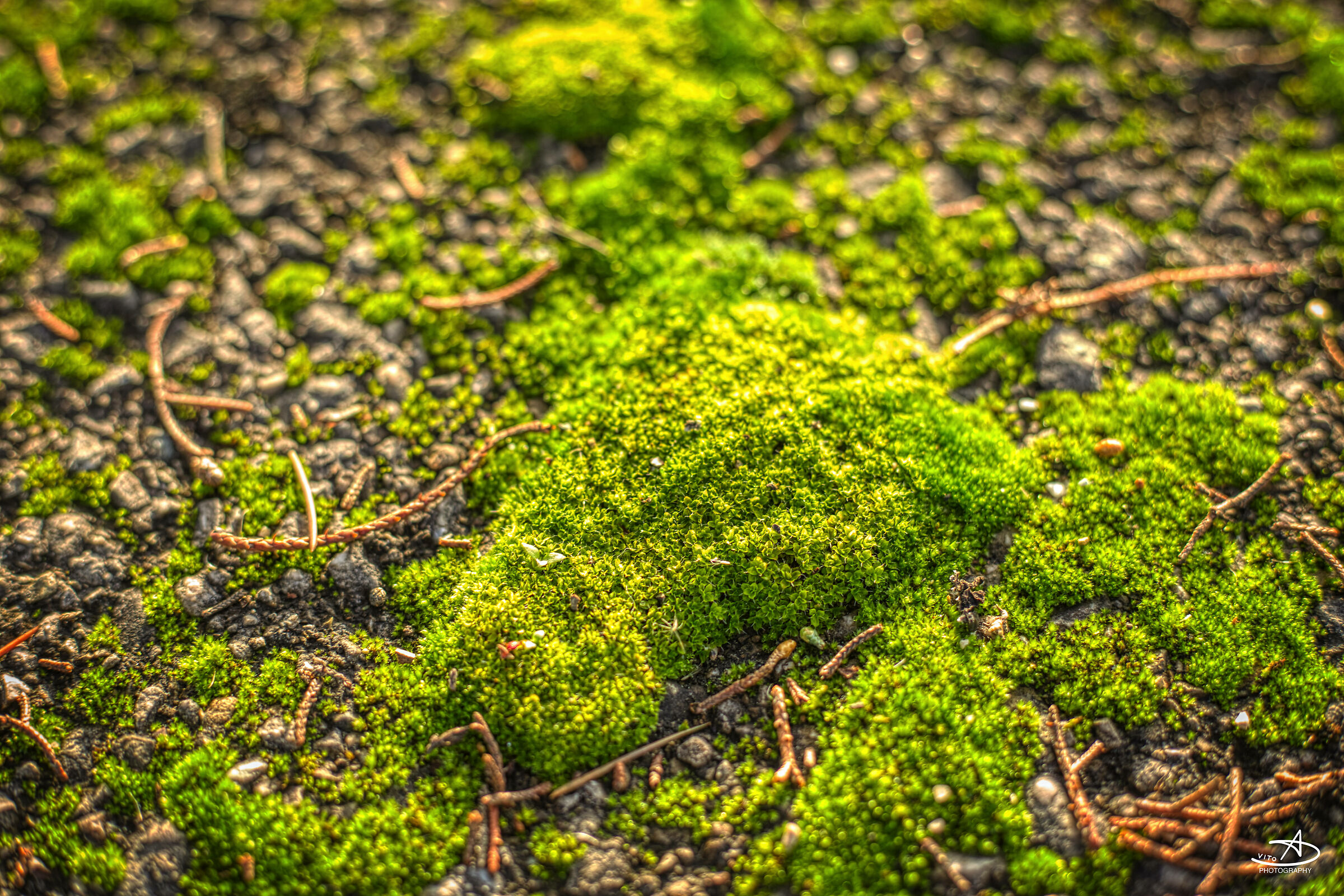 Moss...