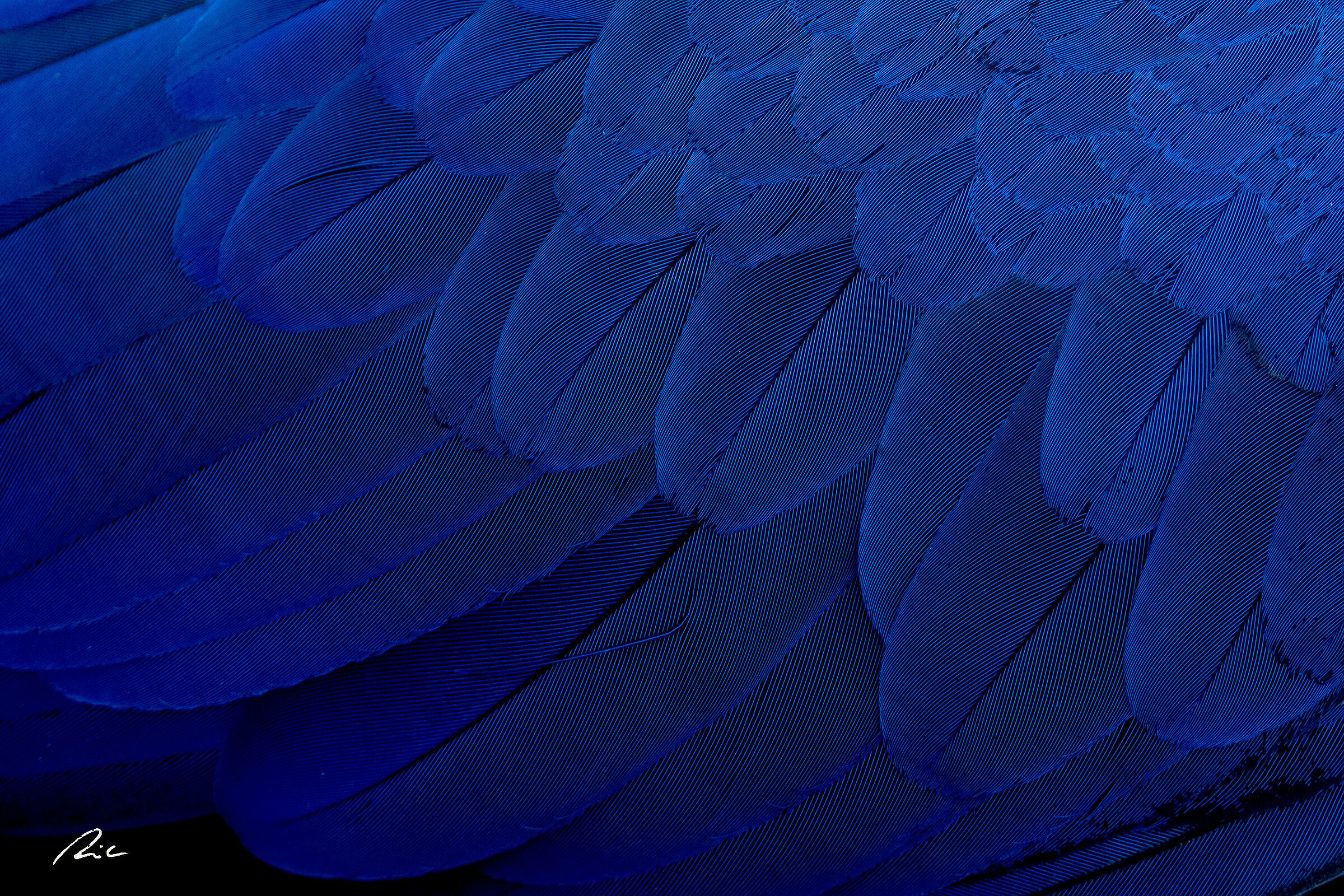 Feathers...