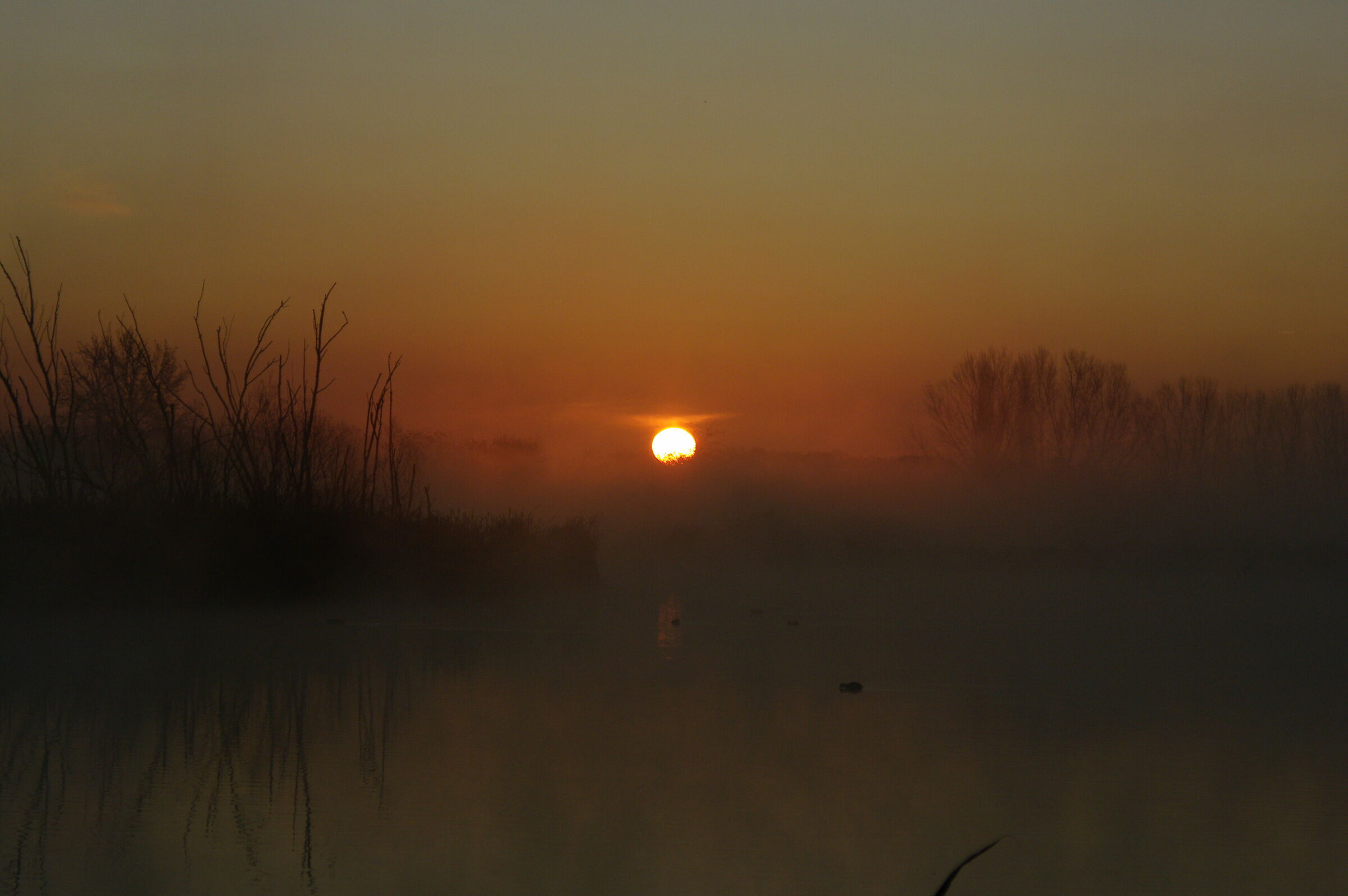 Sunrise in the swamp...