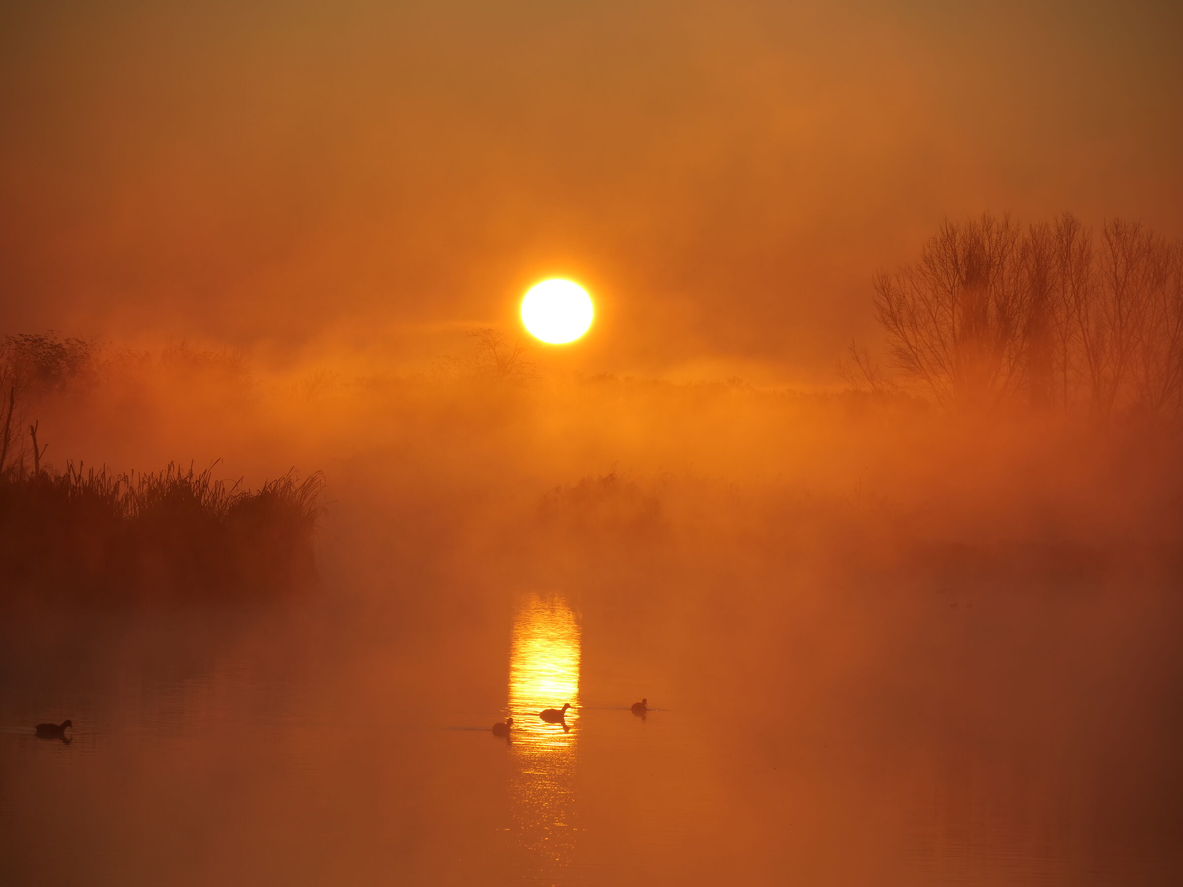 Sunrise in the swamp...