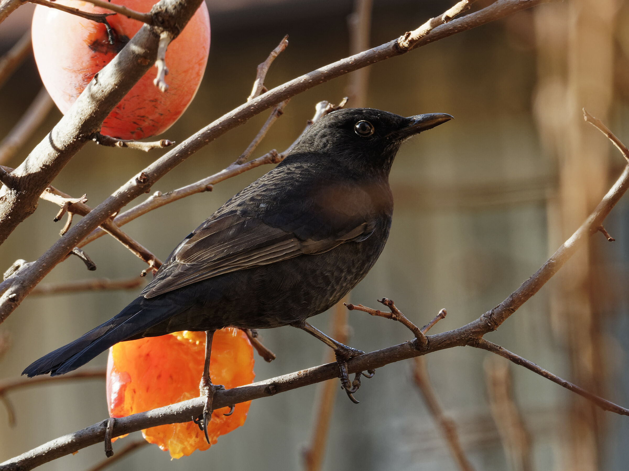 Young blackbird...
