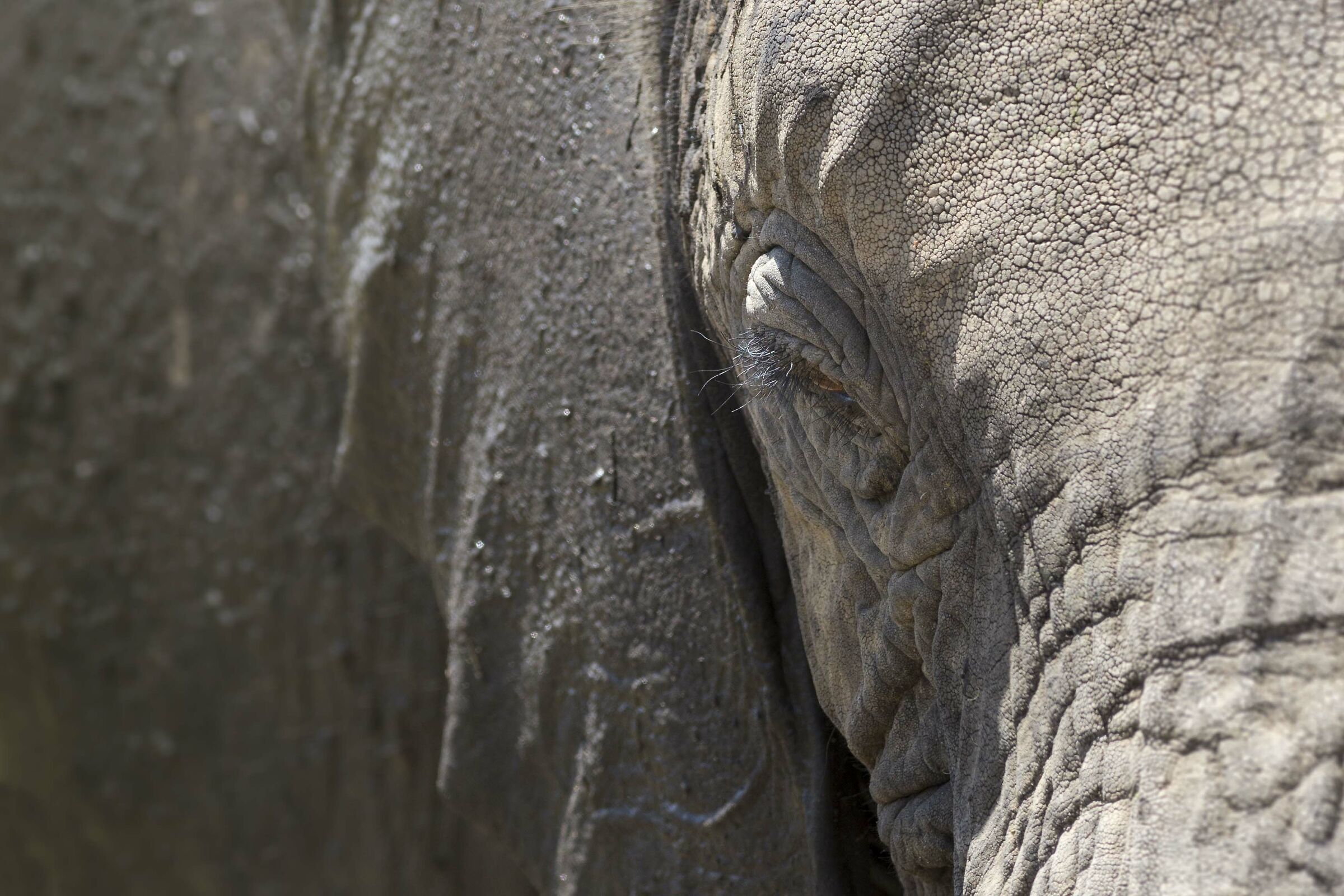 close up  di elefante...