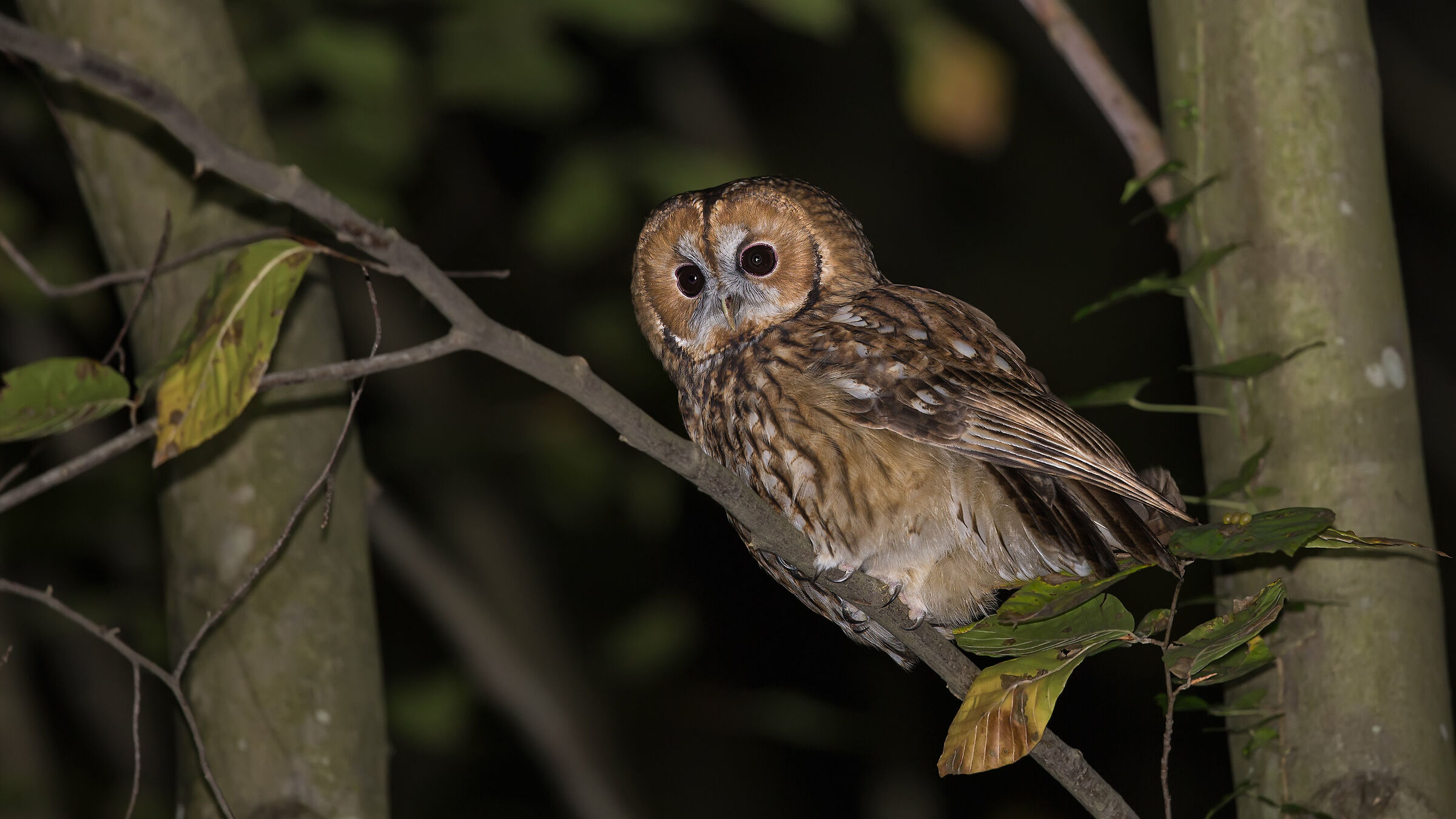 Lord of the Night in the Woods III     Tawny Owl / Stri...