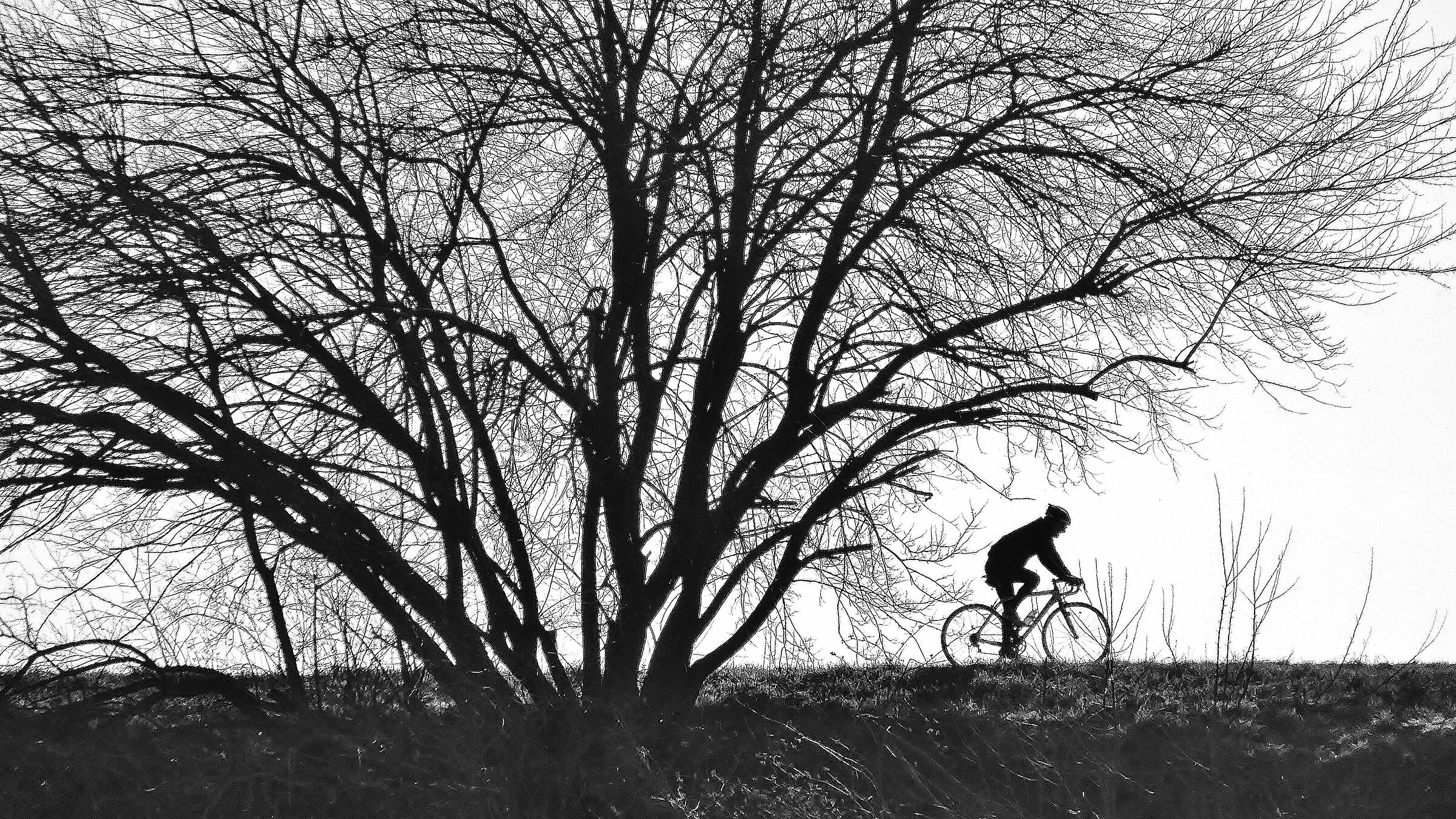 Cyclist on the embankment of Adige in Legnago...
