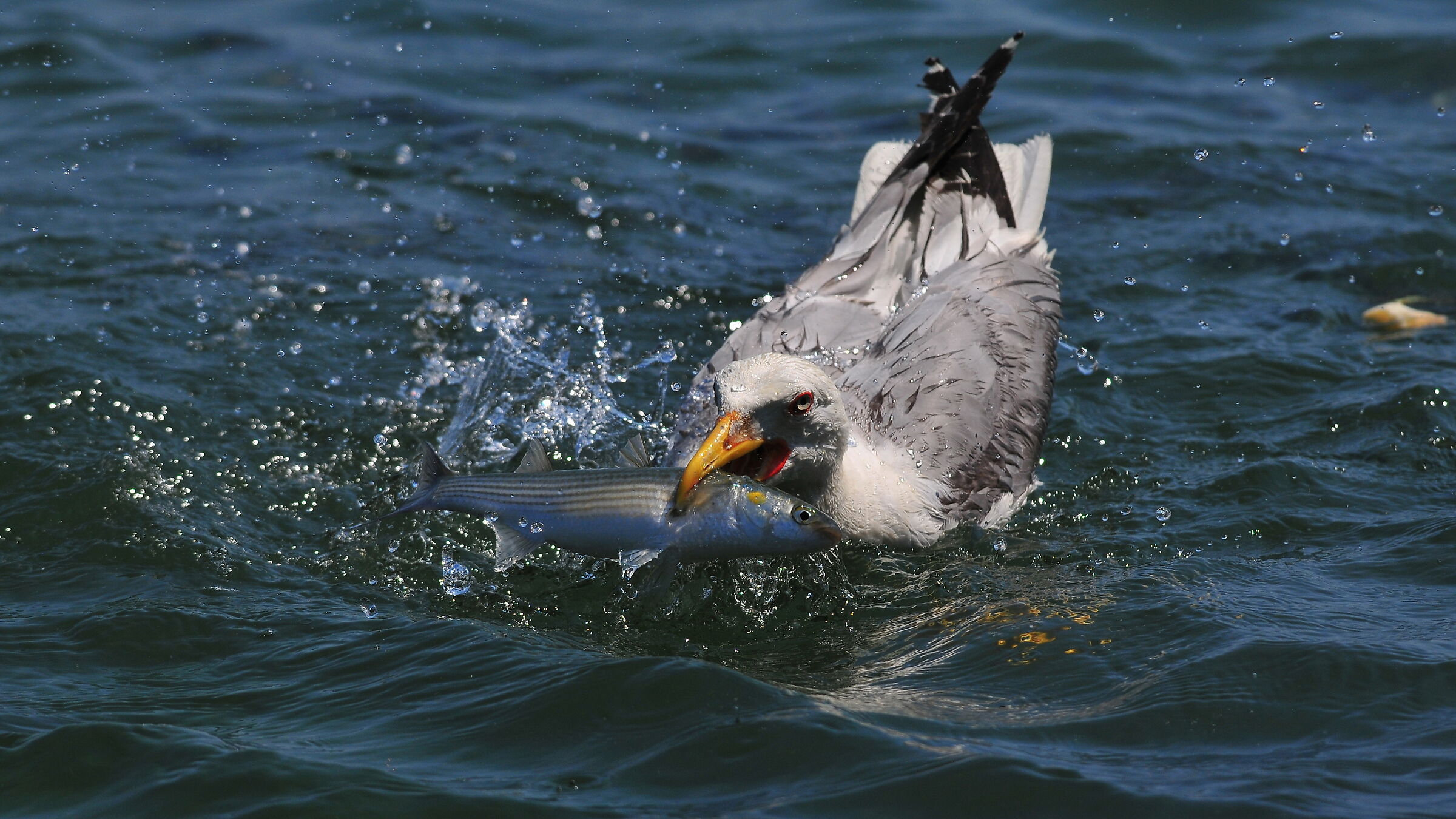 Yellow-legged Gull / Larus michahellis  "Hunter"...