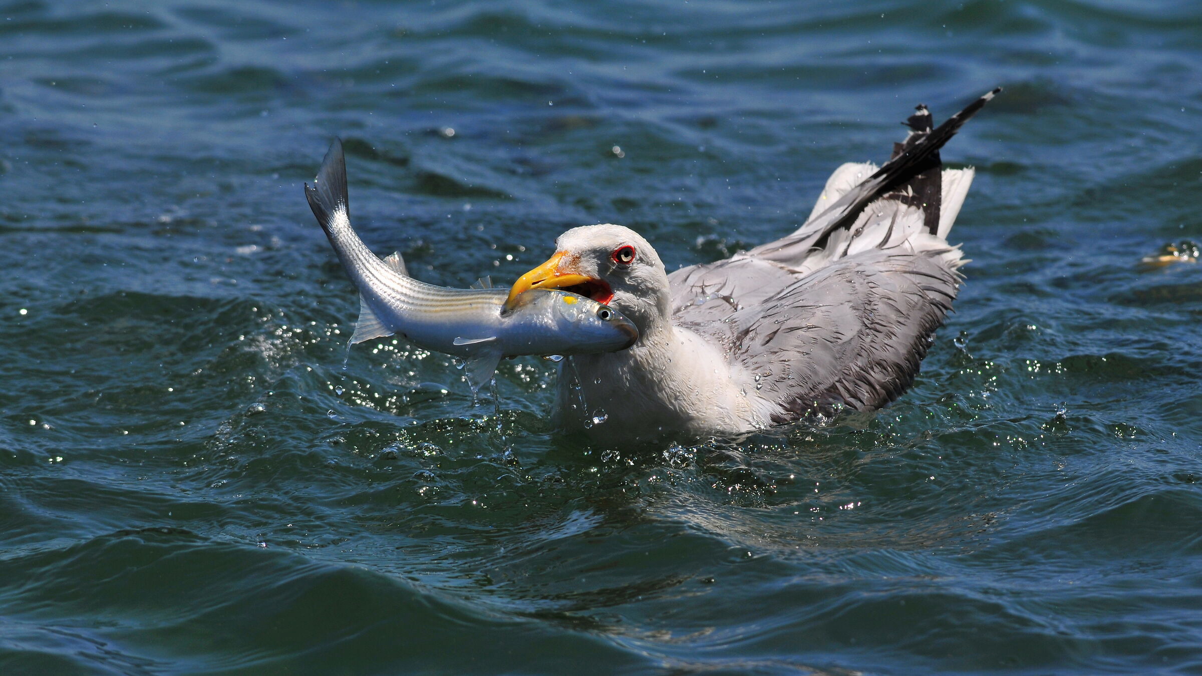 Yellow-legged Gull / Larus michahellis   "Hunter"...