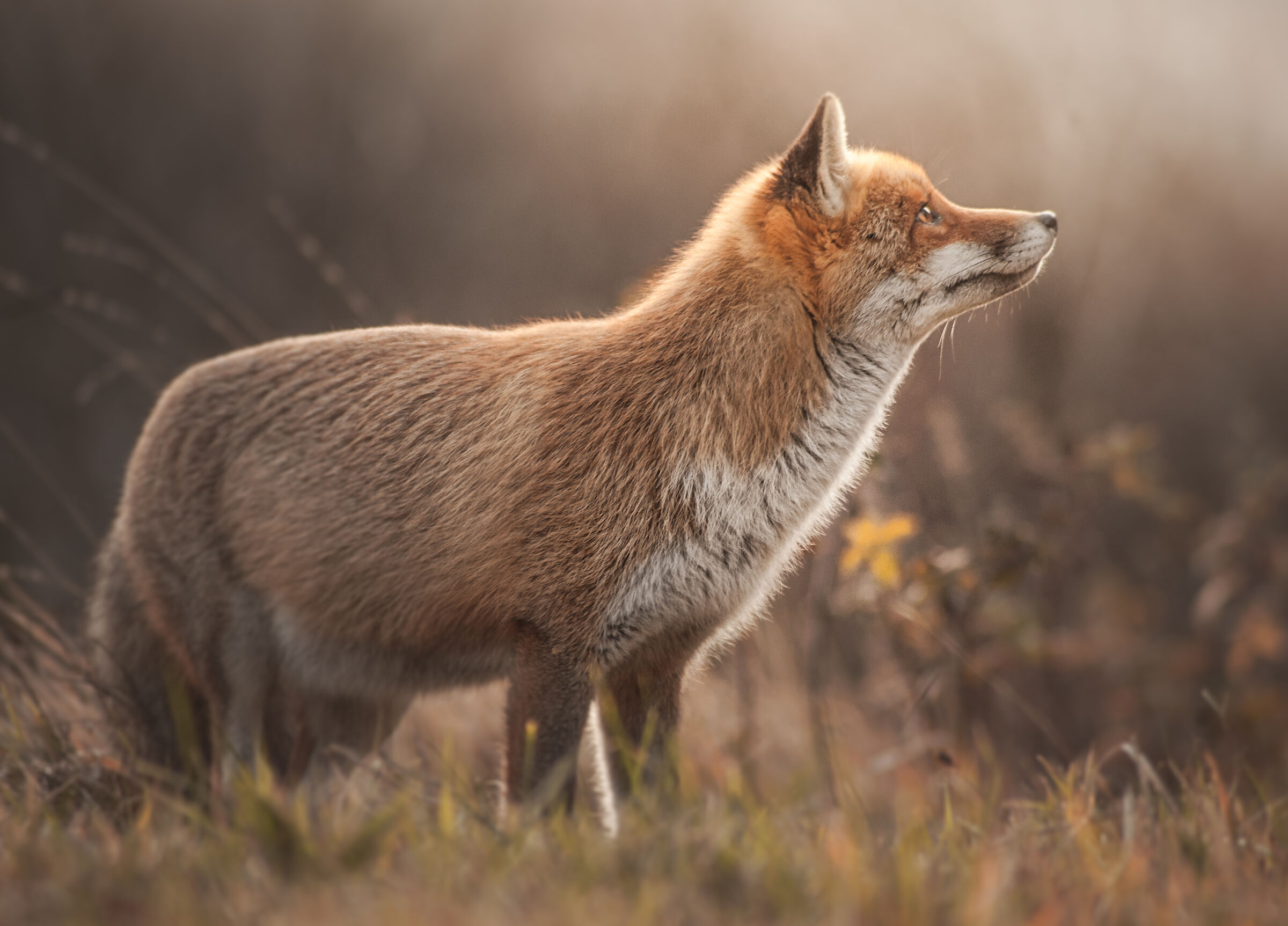 A fox in the PNALM...