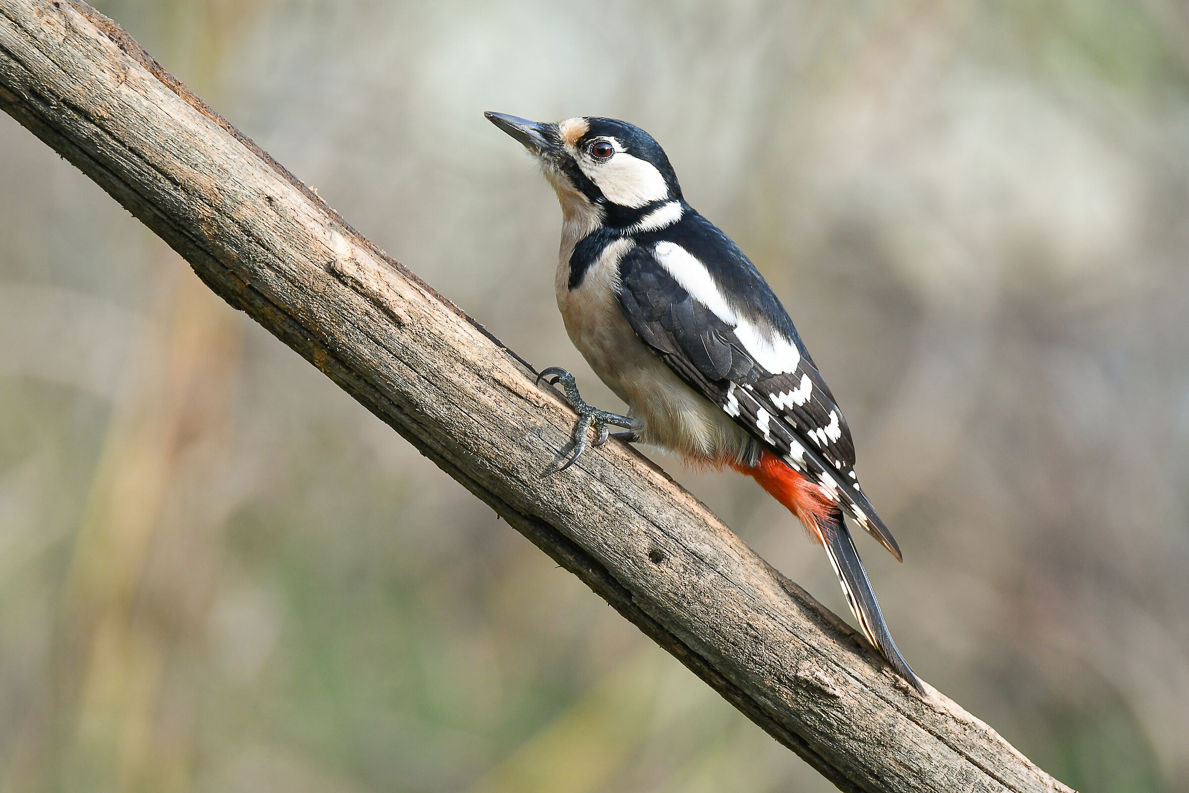 female red woodpecker...