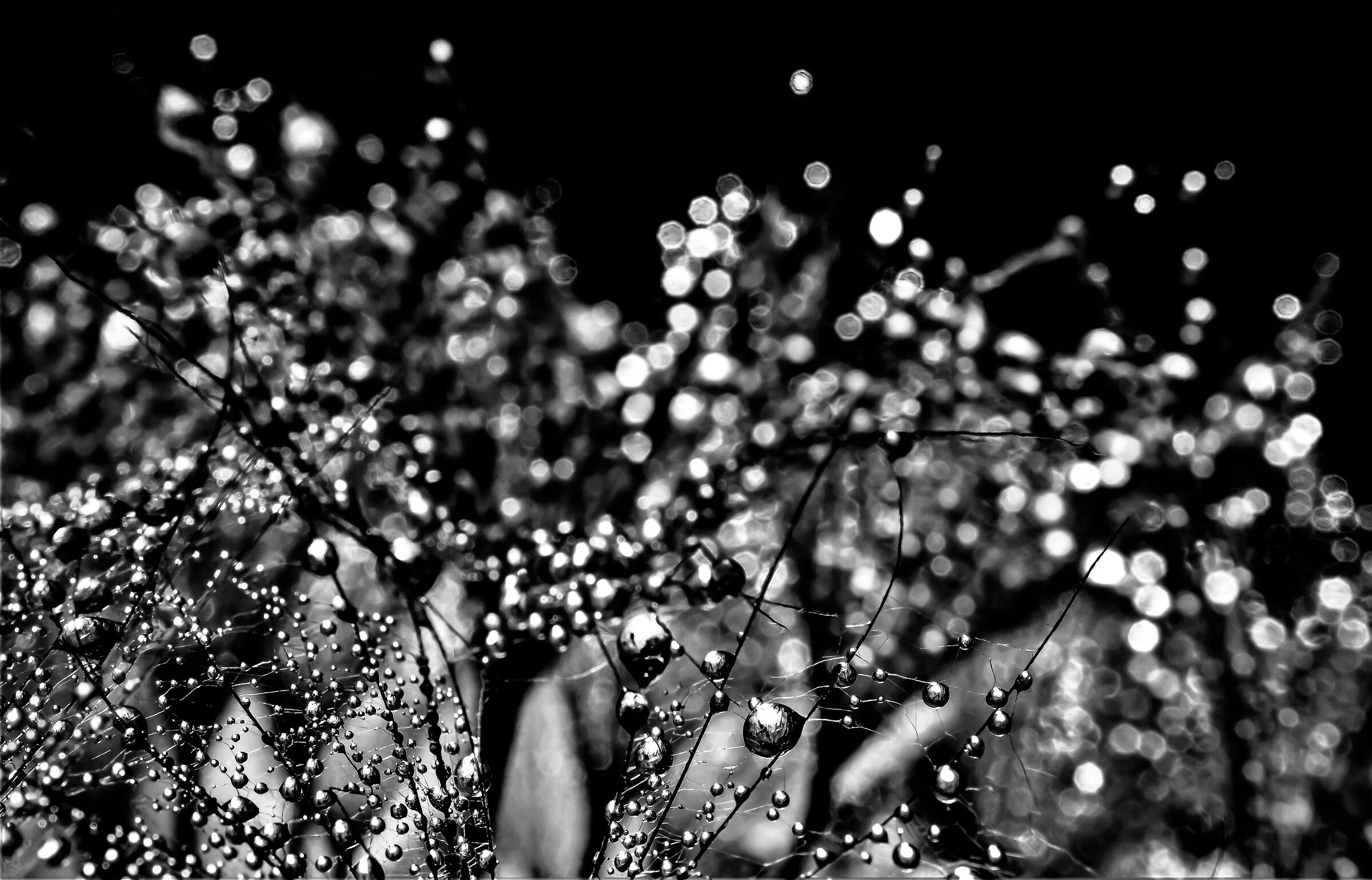 Tarassaco with silver droplets...