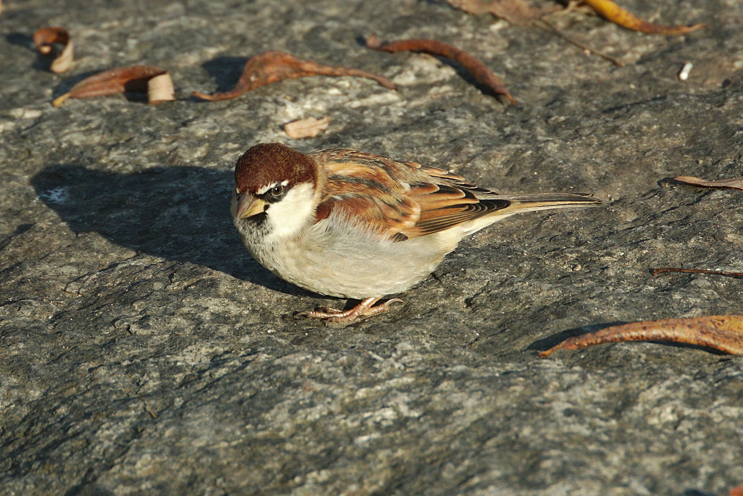 Sparrow on Sasso...