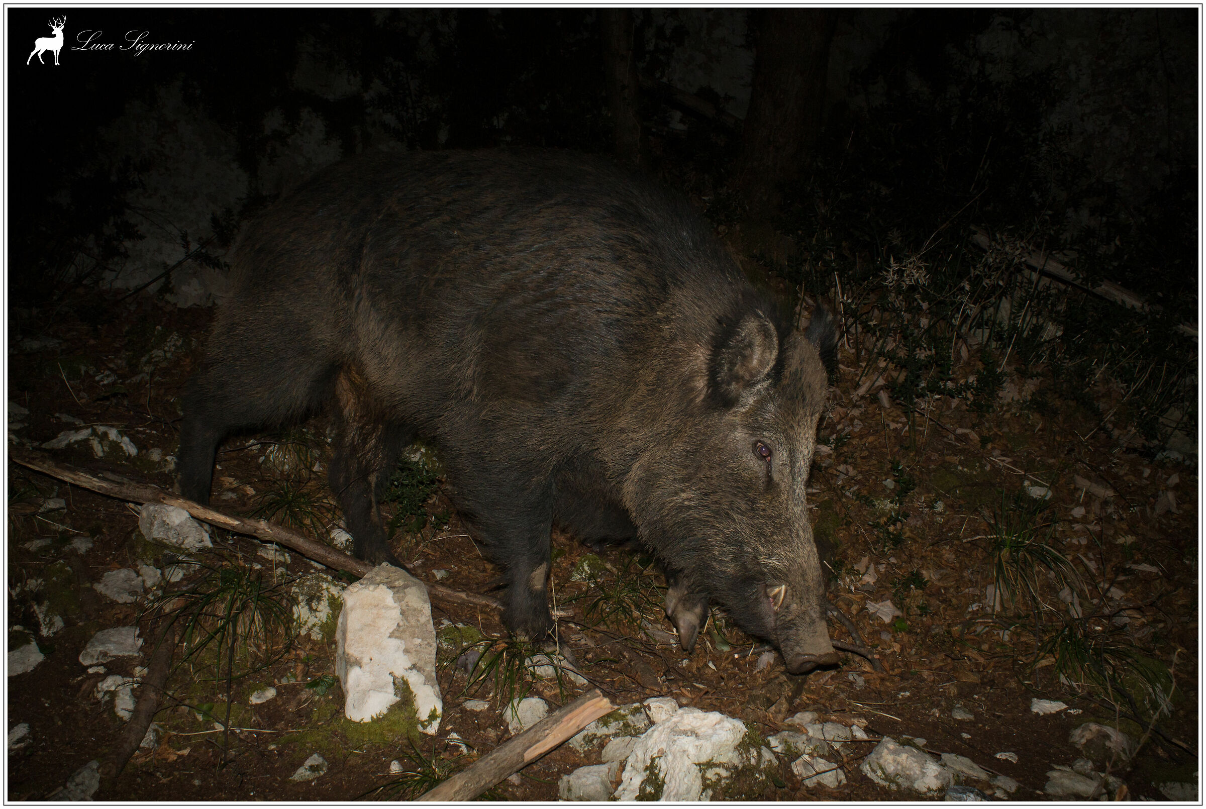 night boar...