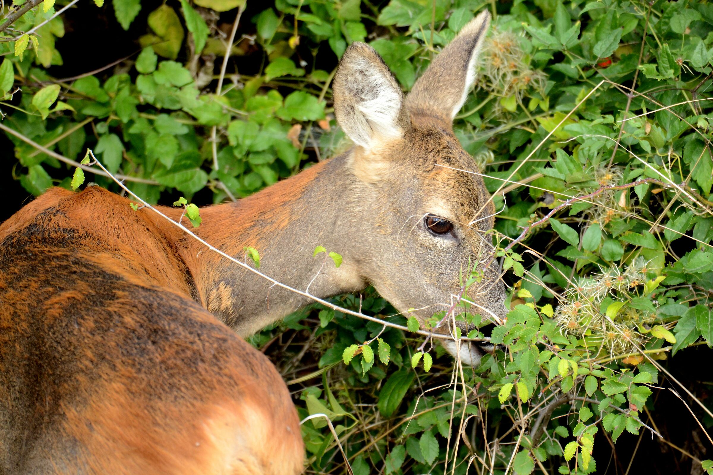 Female roe deer (Capreolus capreolus)...