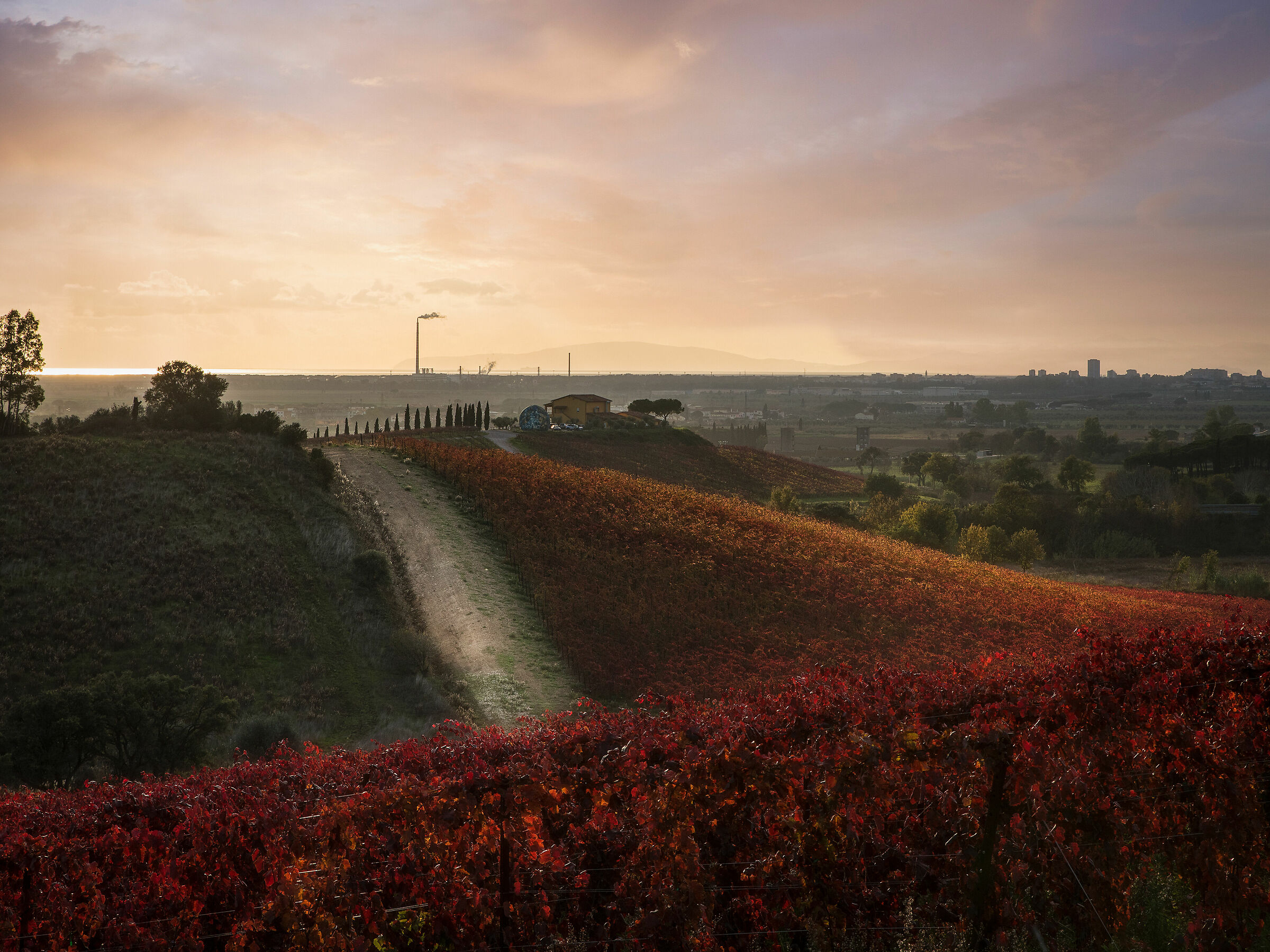 The Red Vineyard...