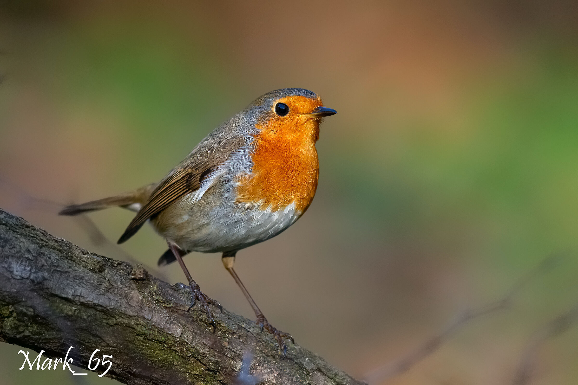 robin of the woods...