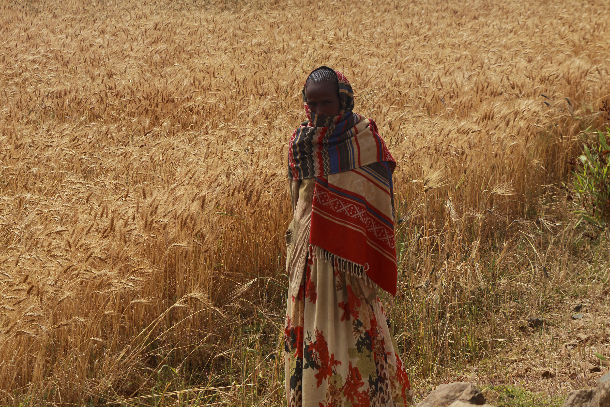 Ethiopia.Tigray.Woman in wheat fields...