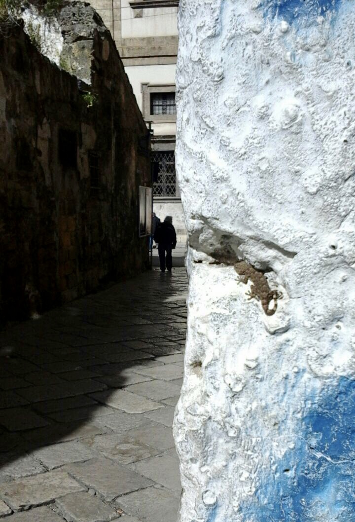 Palermo- geco in agguato via del Protonotaro...