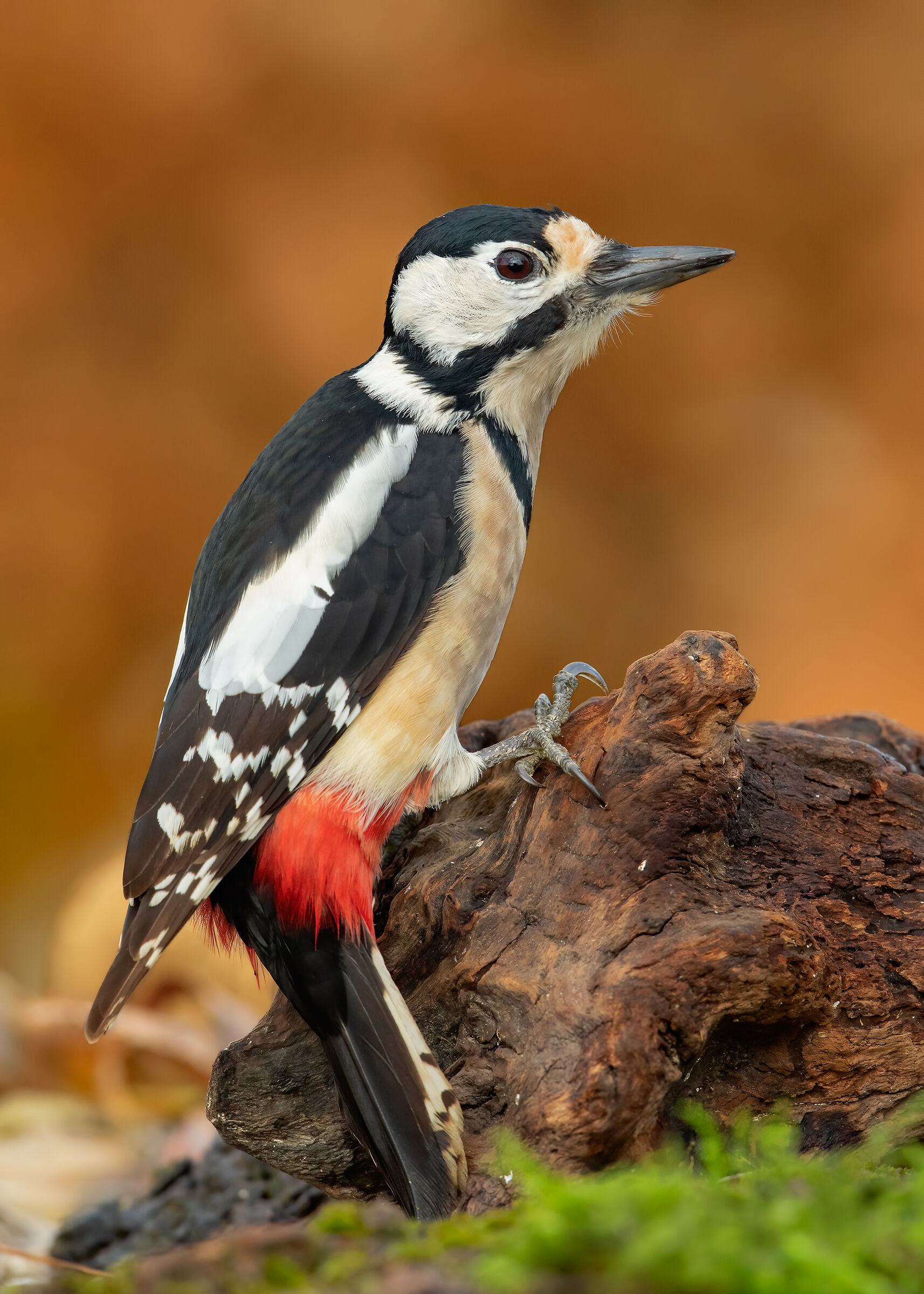 .. major red woodpecker....