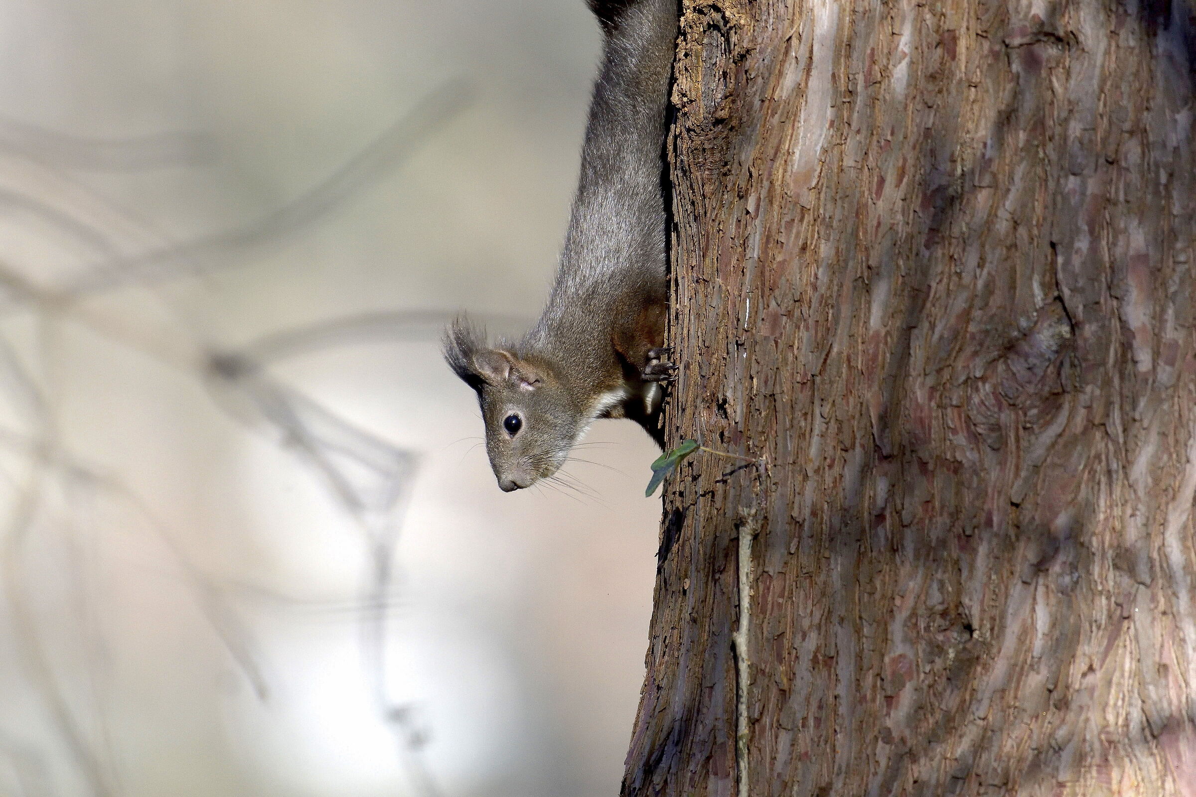 Squirrel in search of nourishment...