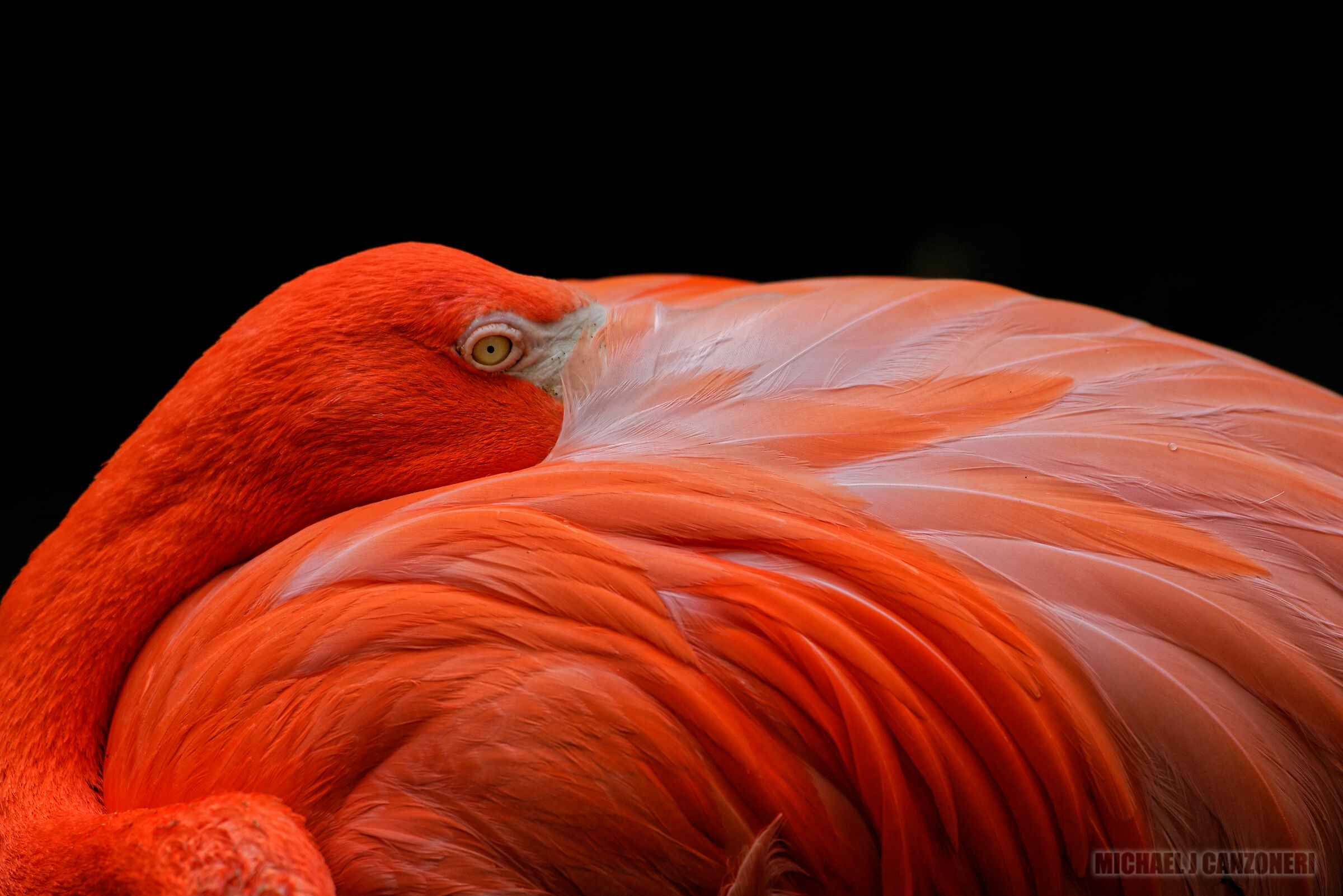 Portrait of a Flamingo...