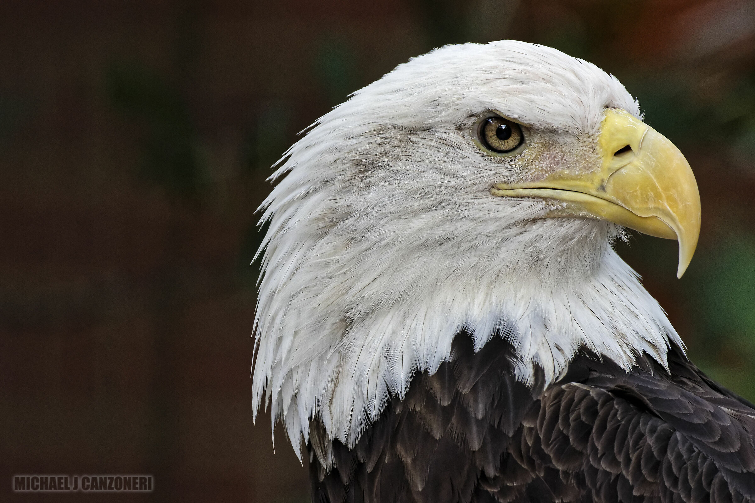 Portrait of a Bald Eagle...
