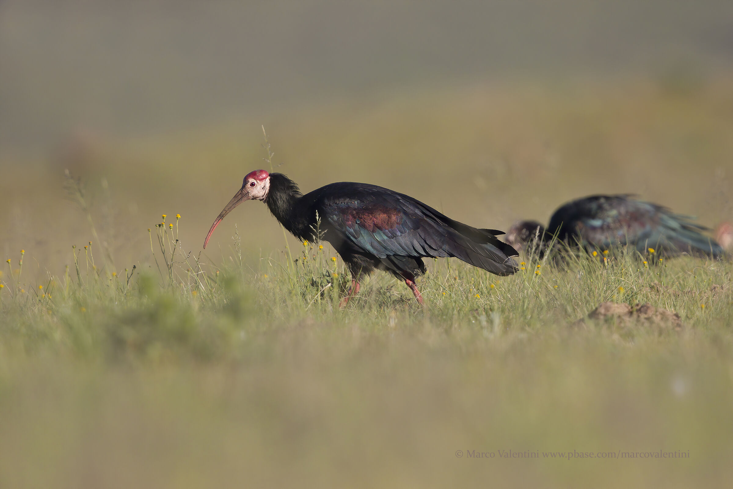 Bald ibis...