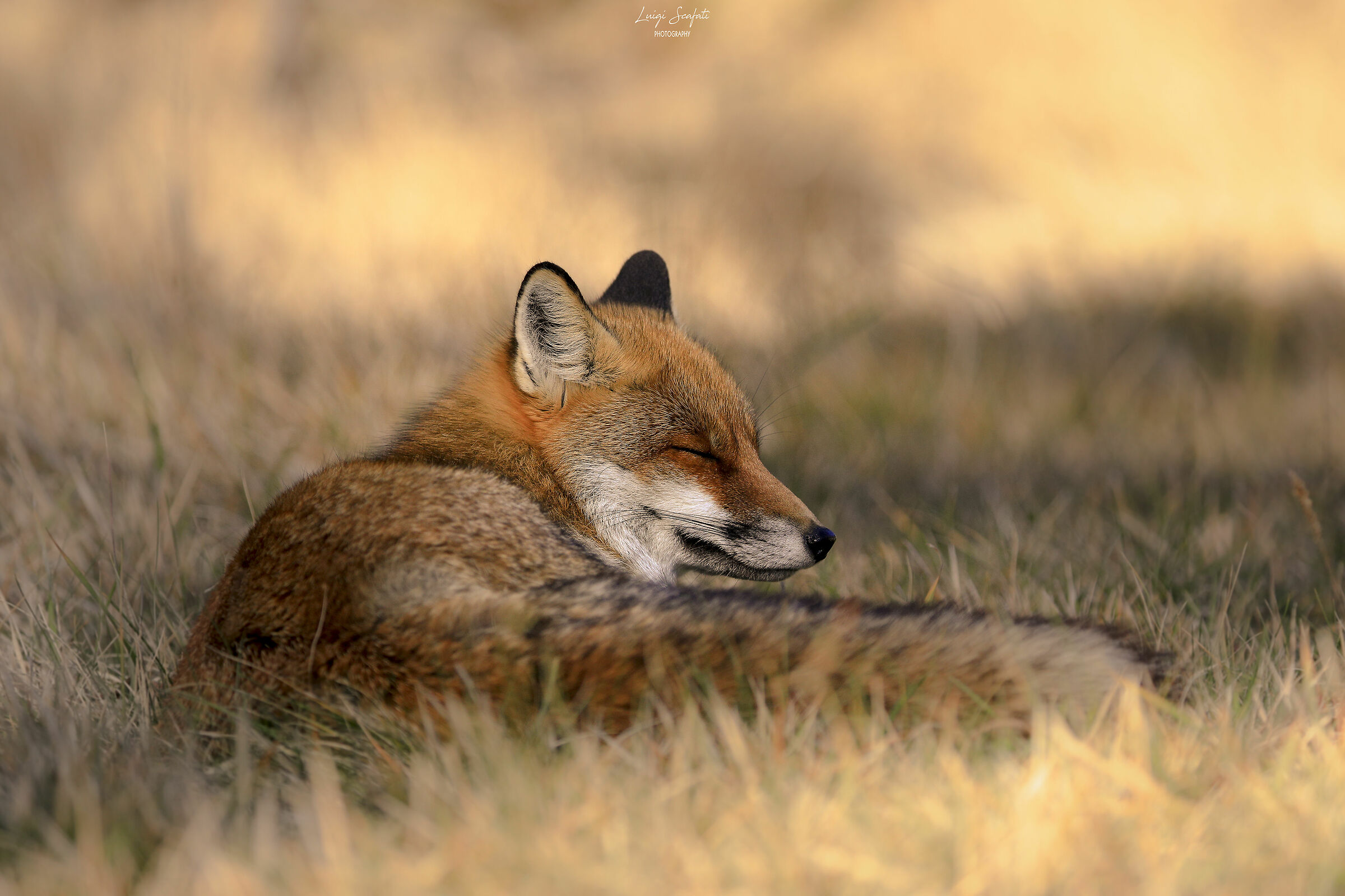 Fox in the world of dreams...