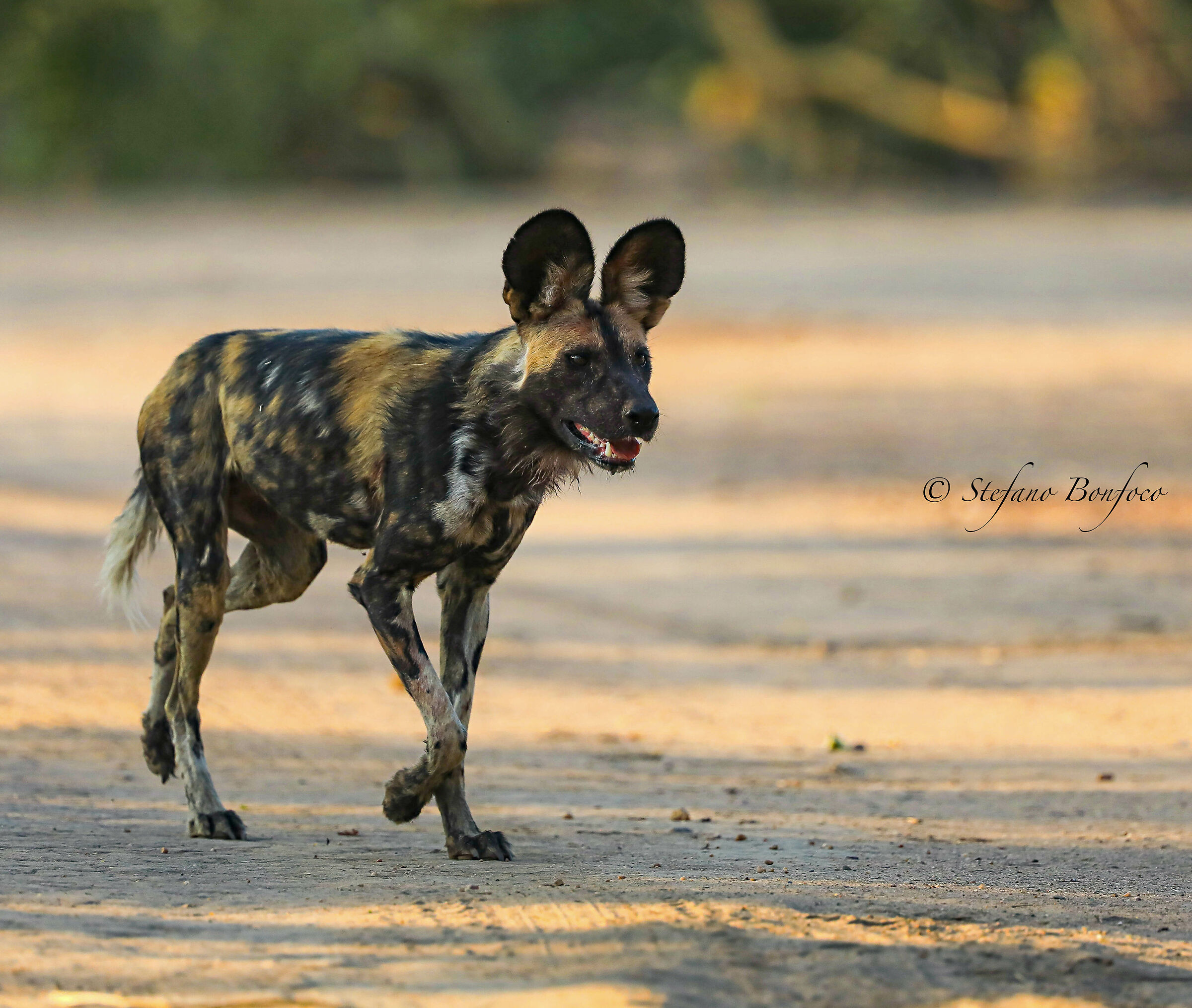 African Wild Dog (Lycaon pictus)...