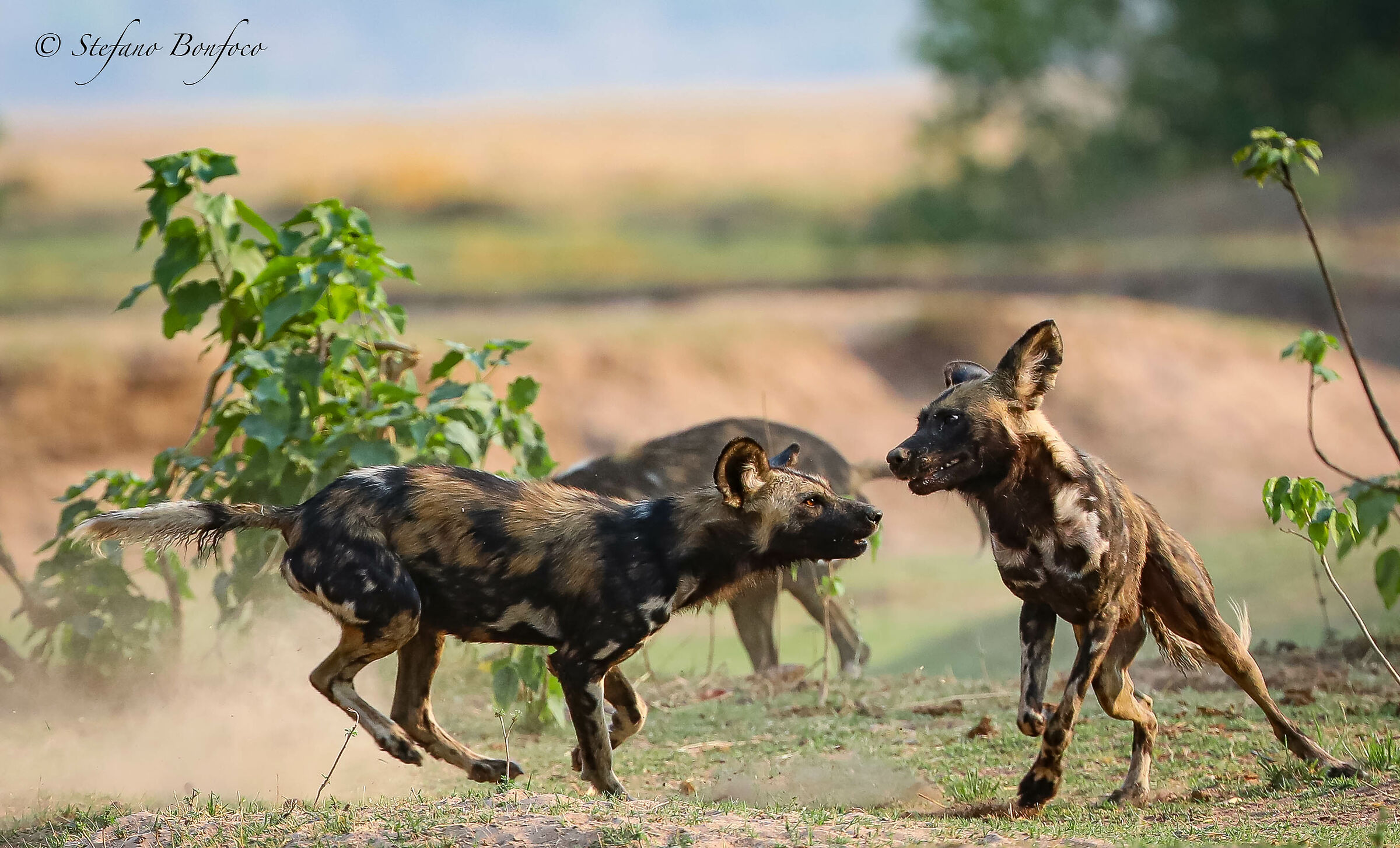 African Wild Dogs (Lycaon pictus)...