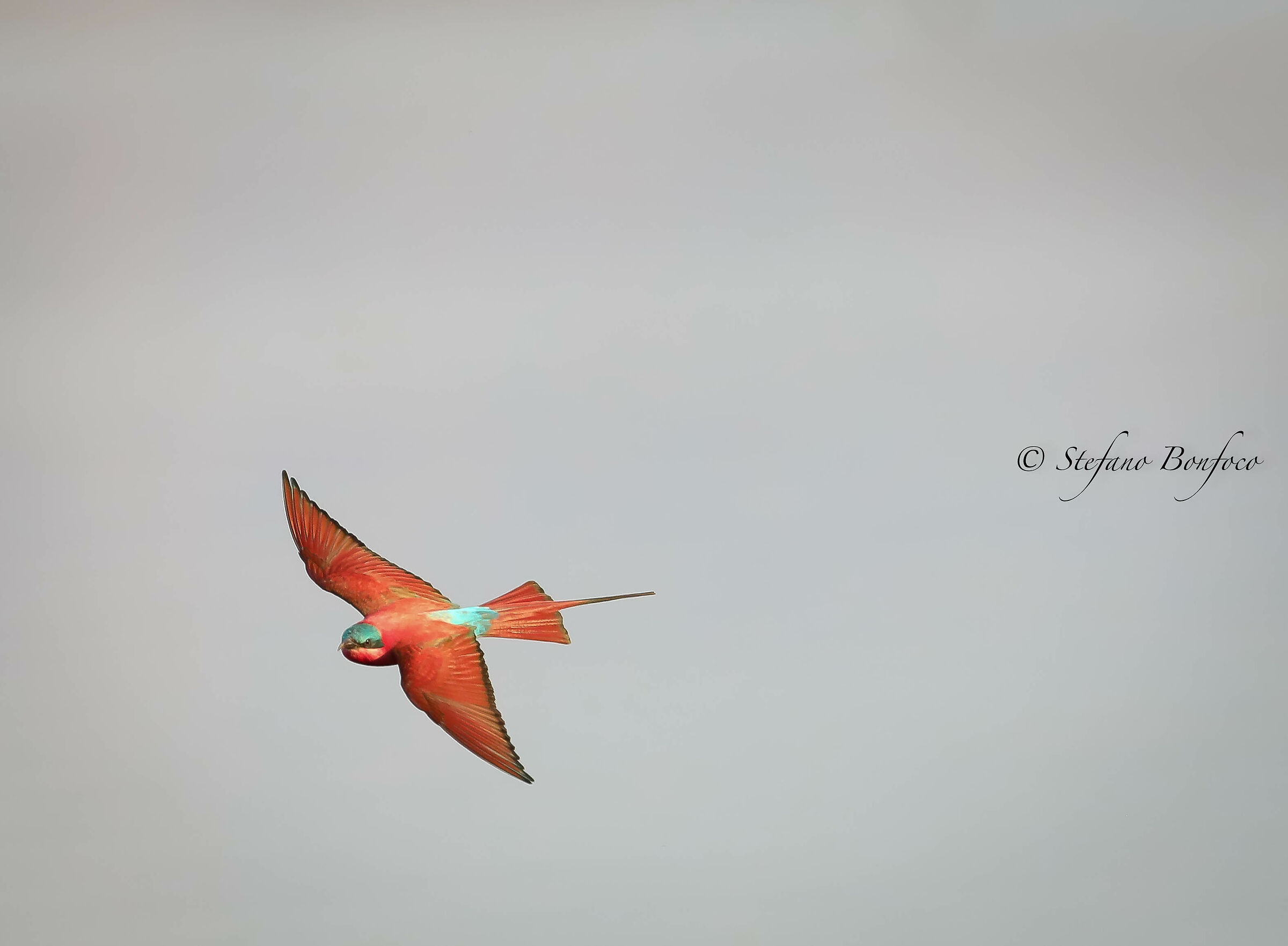 Southern carmine Bee-eater (Merops nubicoides)...