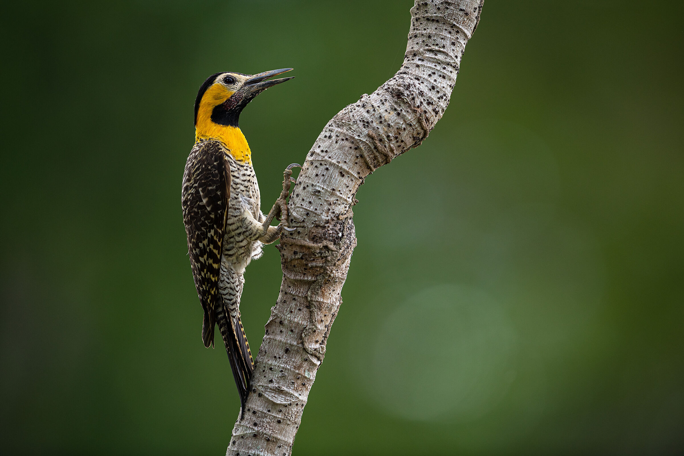Field woodpecker...