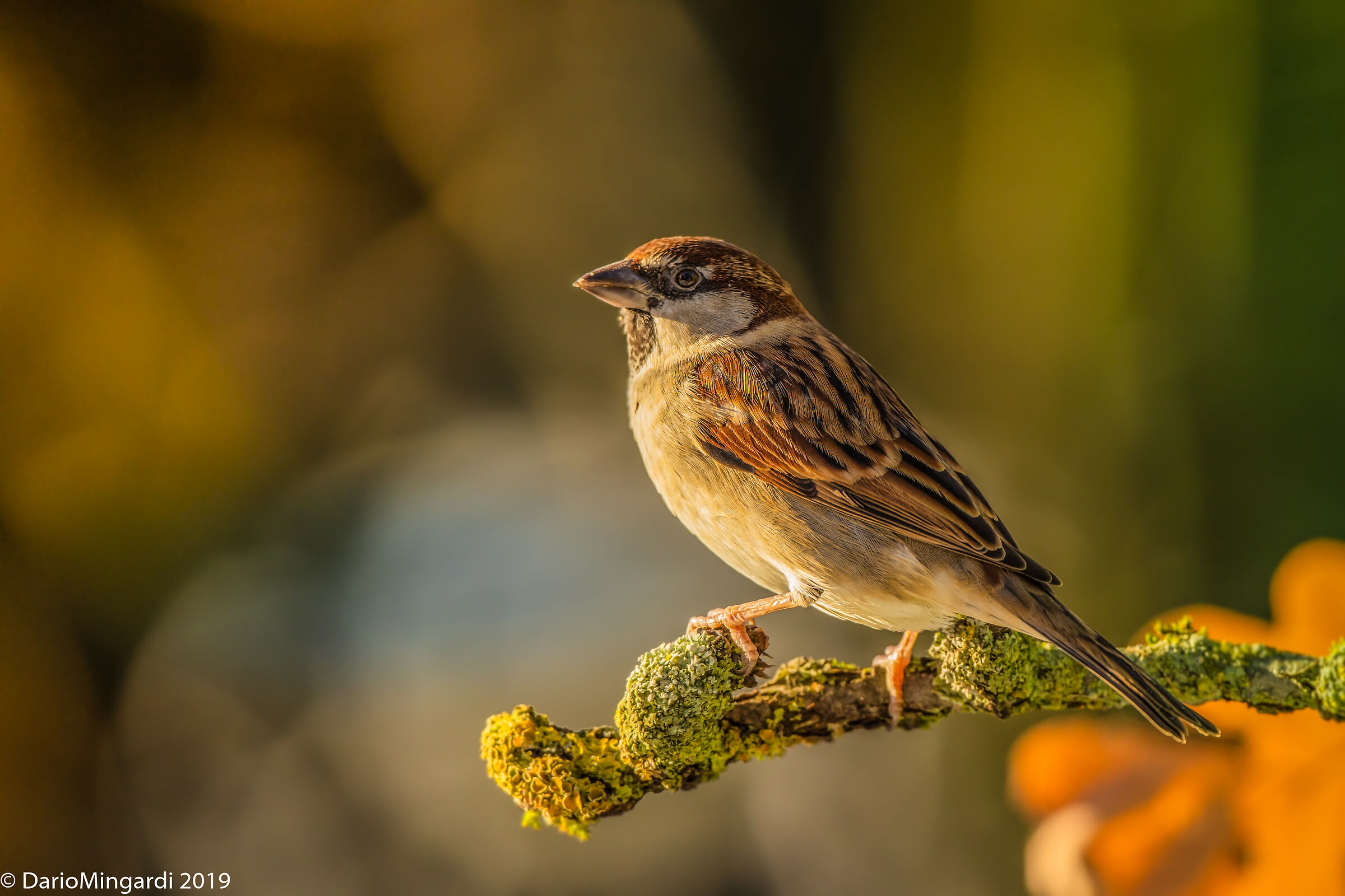 A cute sparrow ...